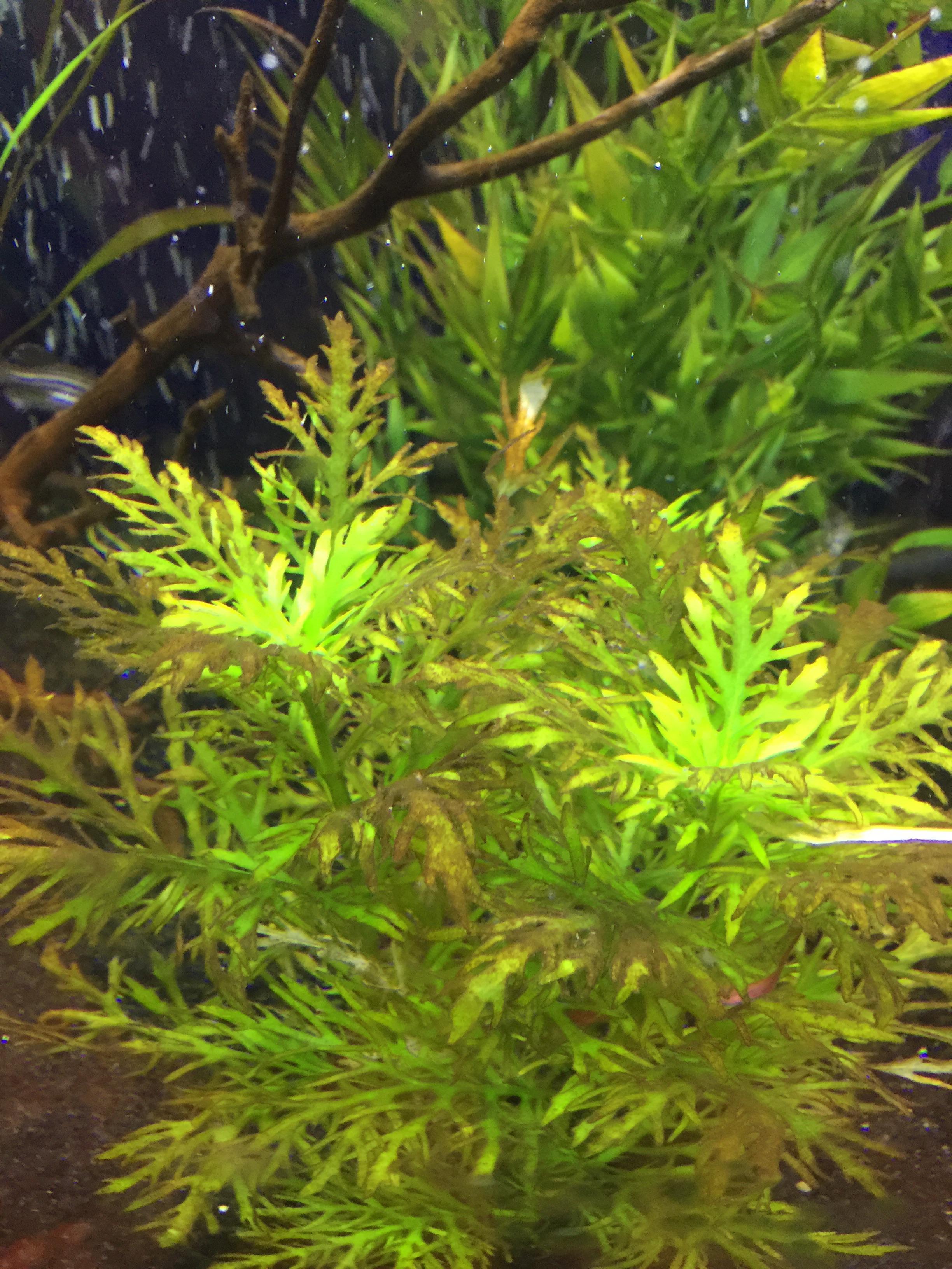 Is there a way to reduce algae buildup on live plants? r/Aquariums