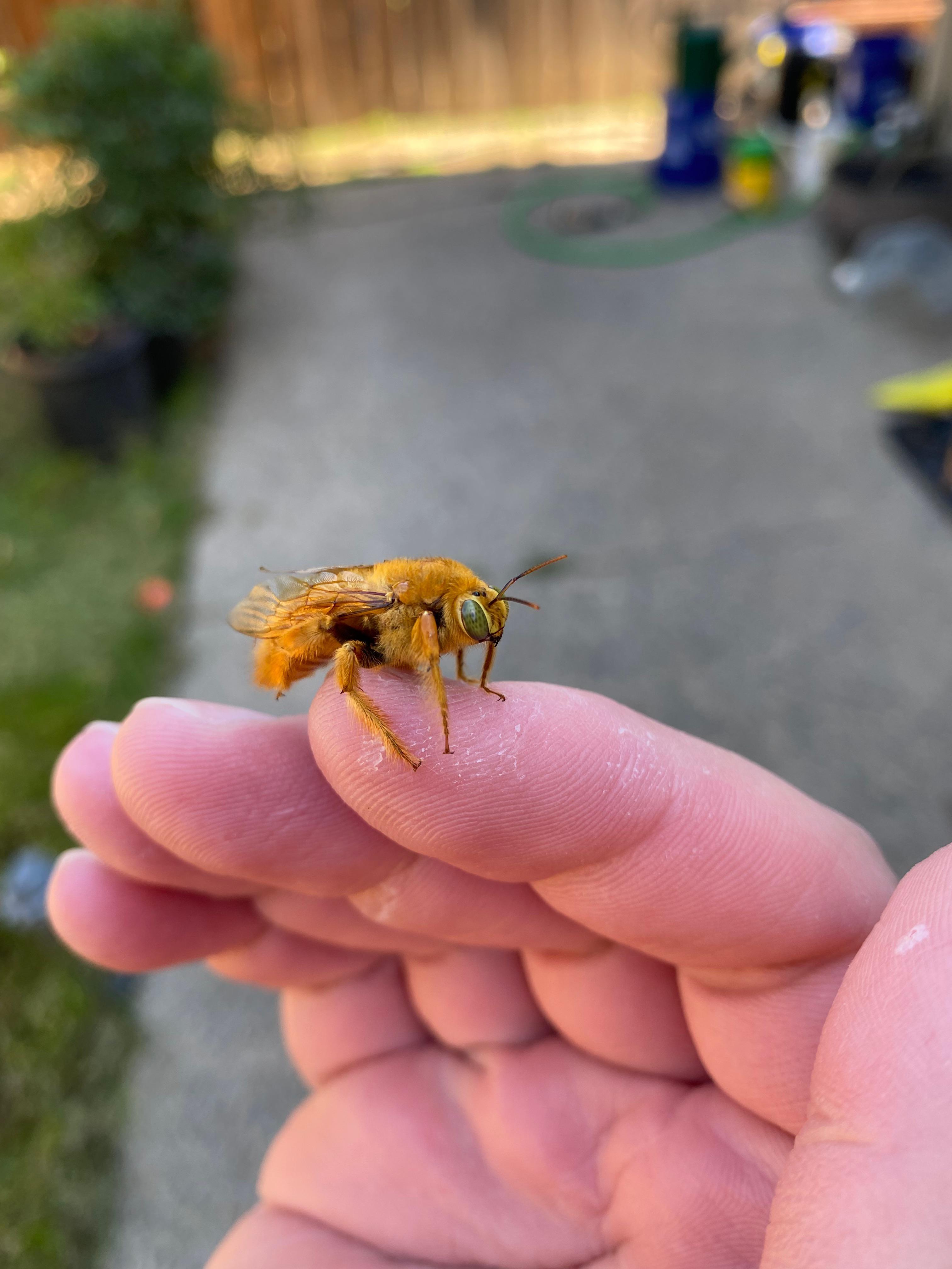 Found this beautiful, male, Valley Carpenter bee the other day. r/bees