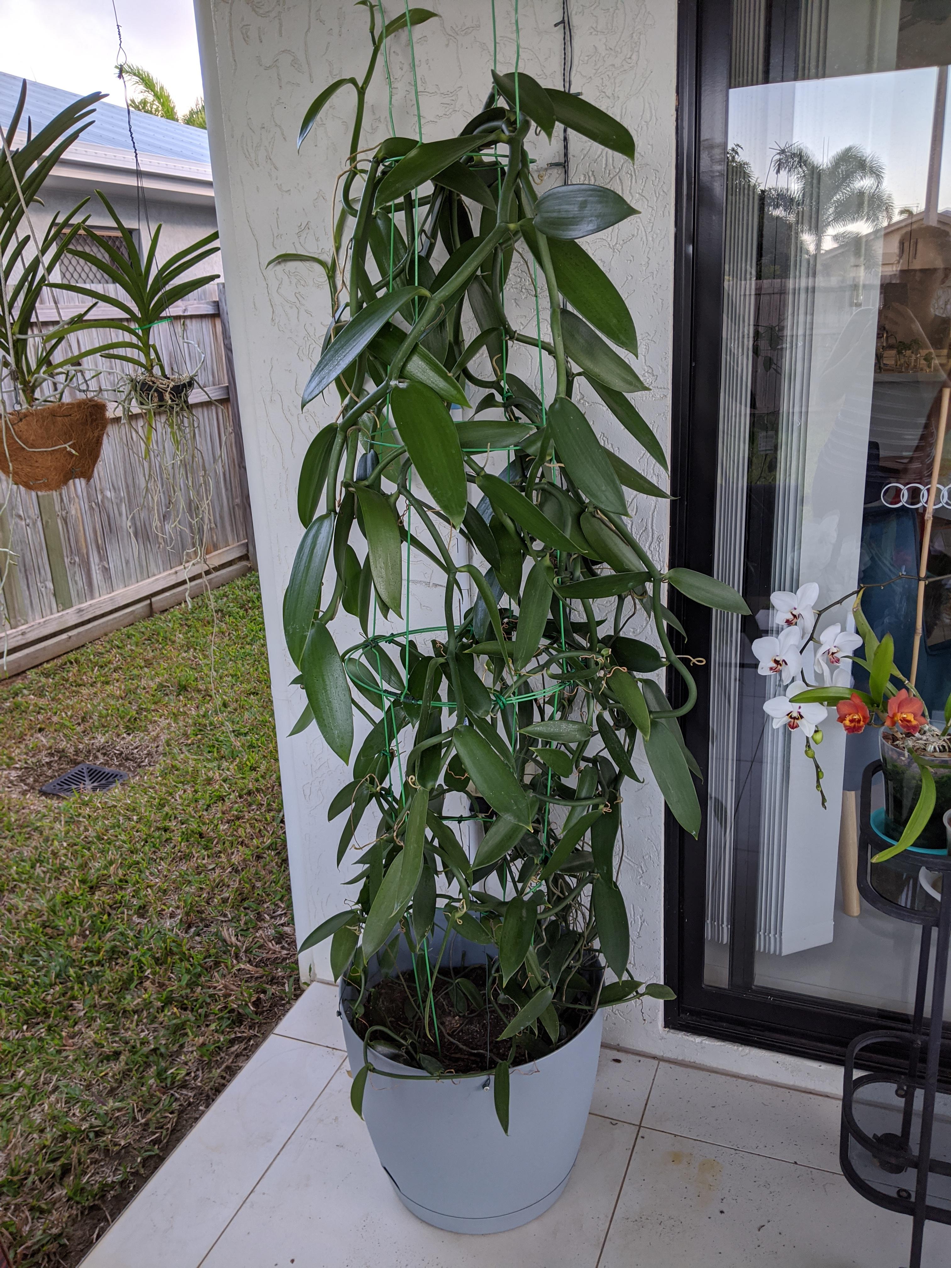 Someone posted their vanilla orchid a few days ago. I though you guys