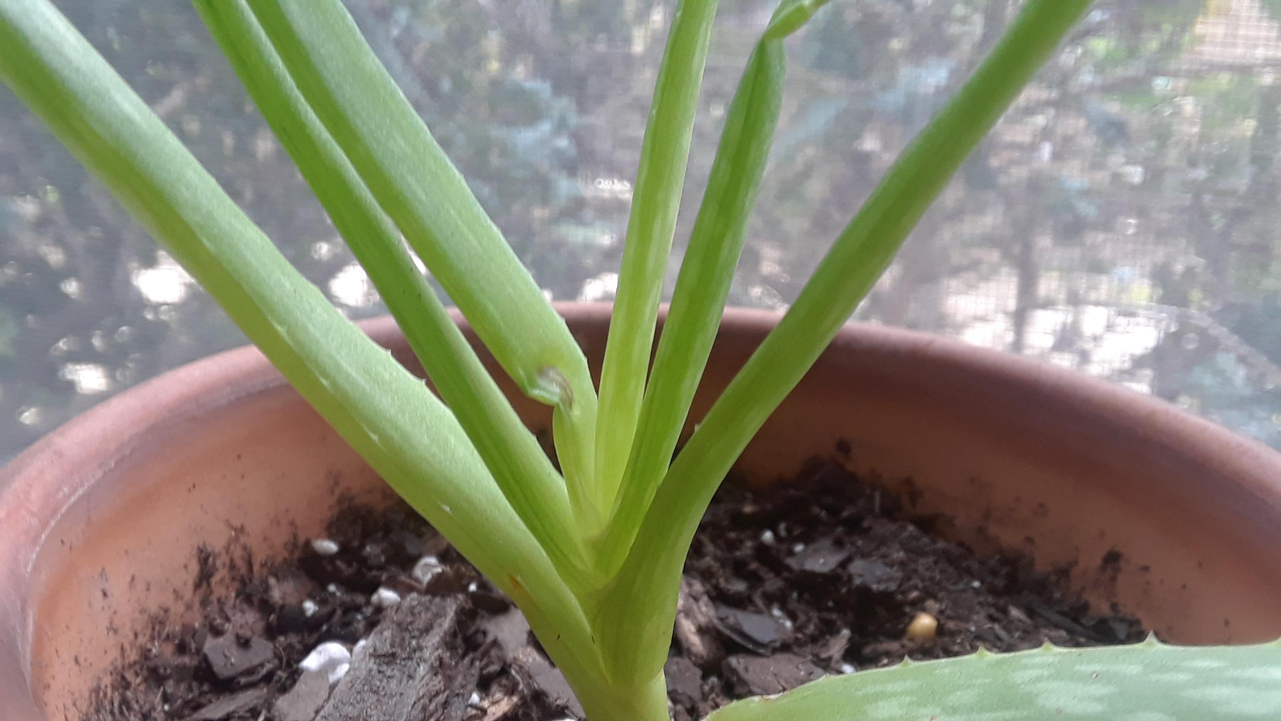 Why Does My Aloe Vera Plant Have Brown Spots Plantă Blog