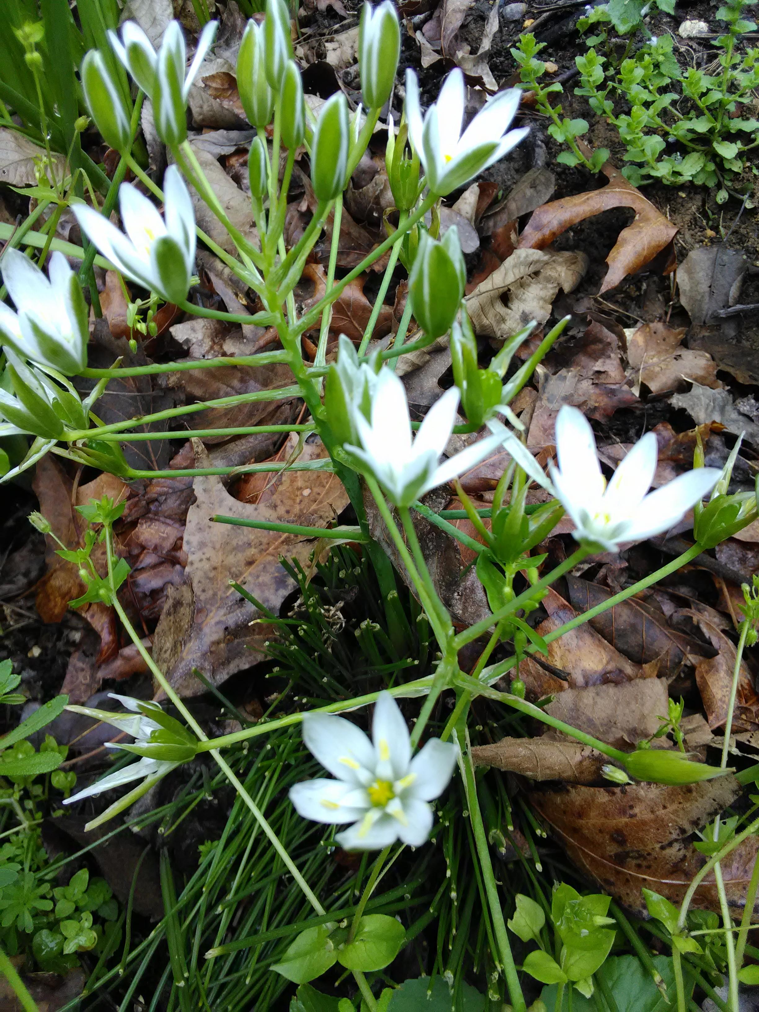 these are in my lawn, i thought they were wild onions because the