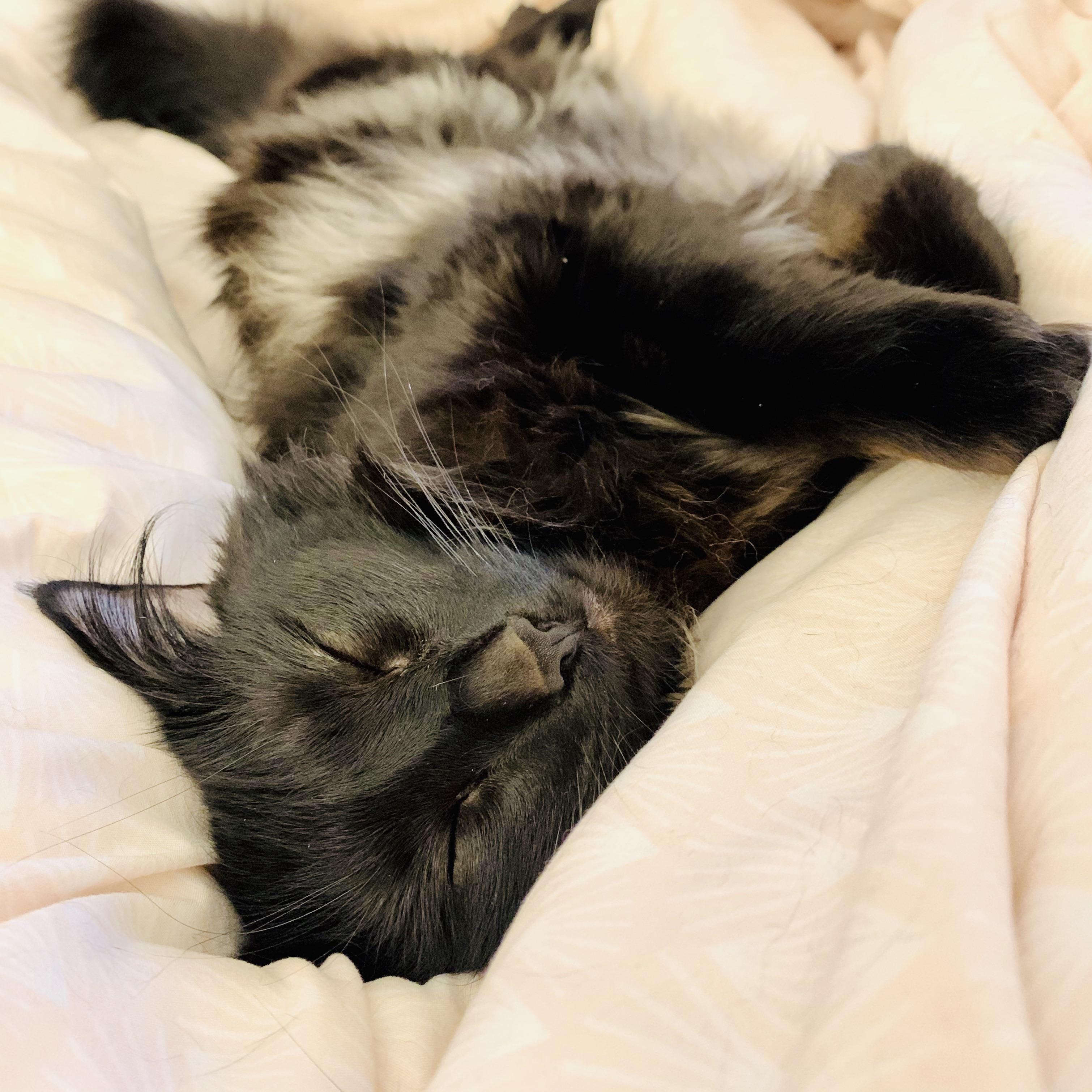 I don’t think I’d be surviving quarantine if it weren’t for this