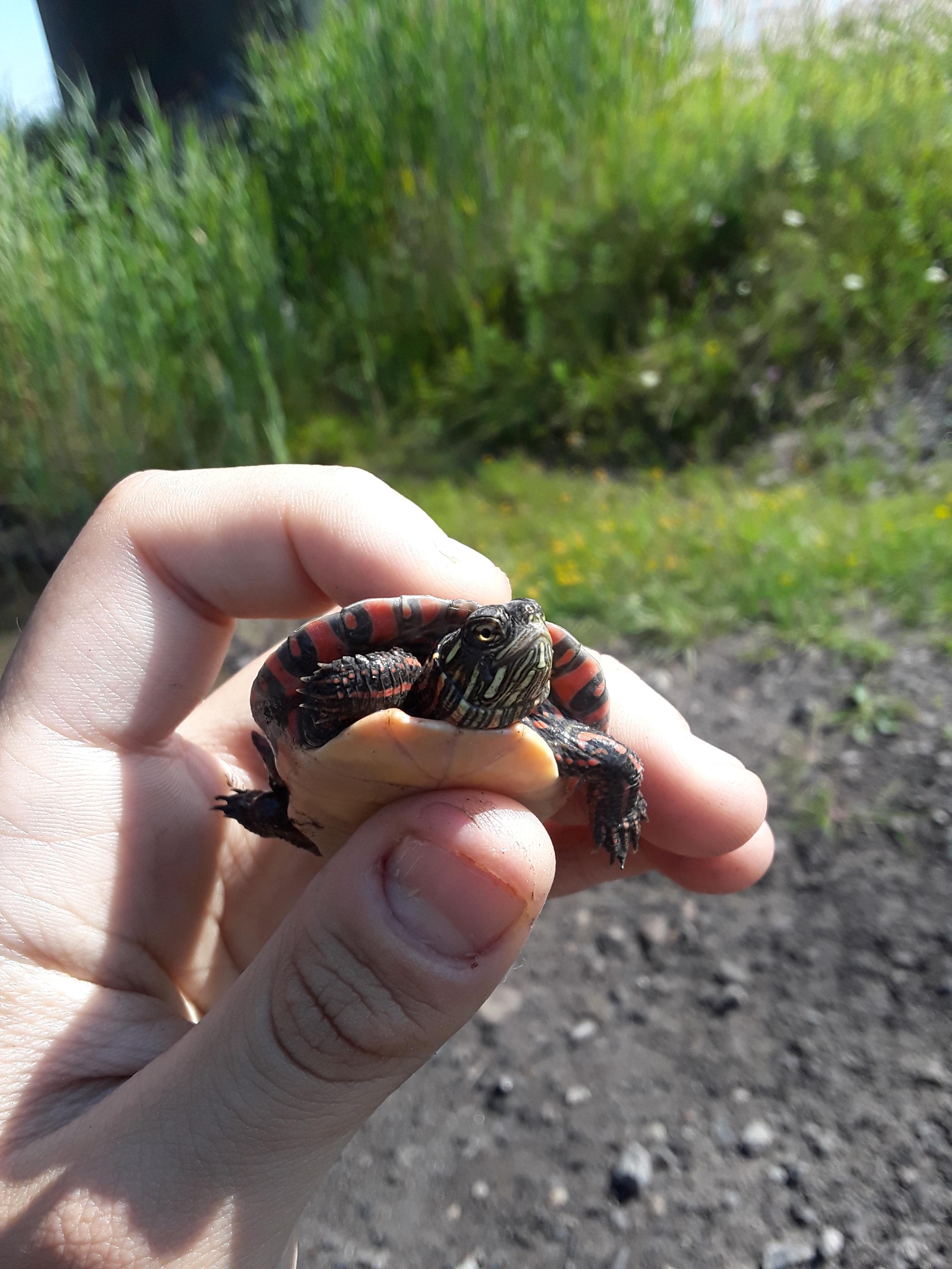 A baby eastern painted turtle I found in a puddle along the railroad tracks r/herpetology