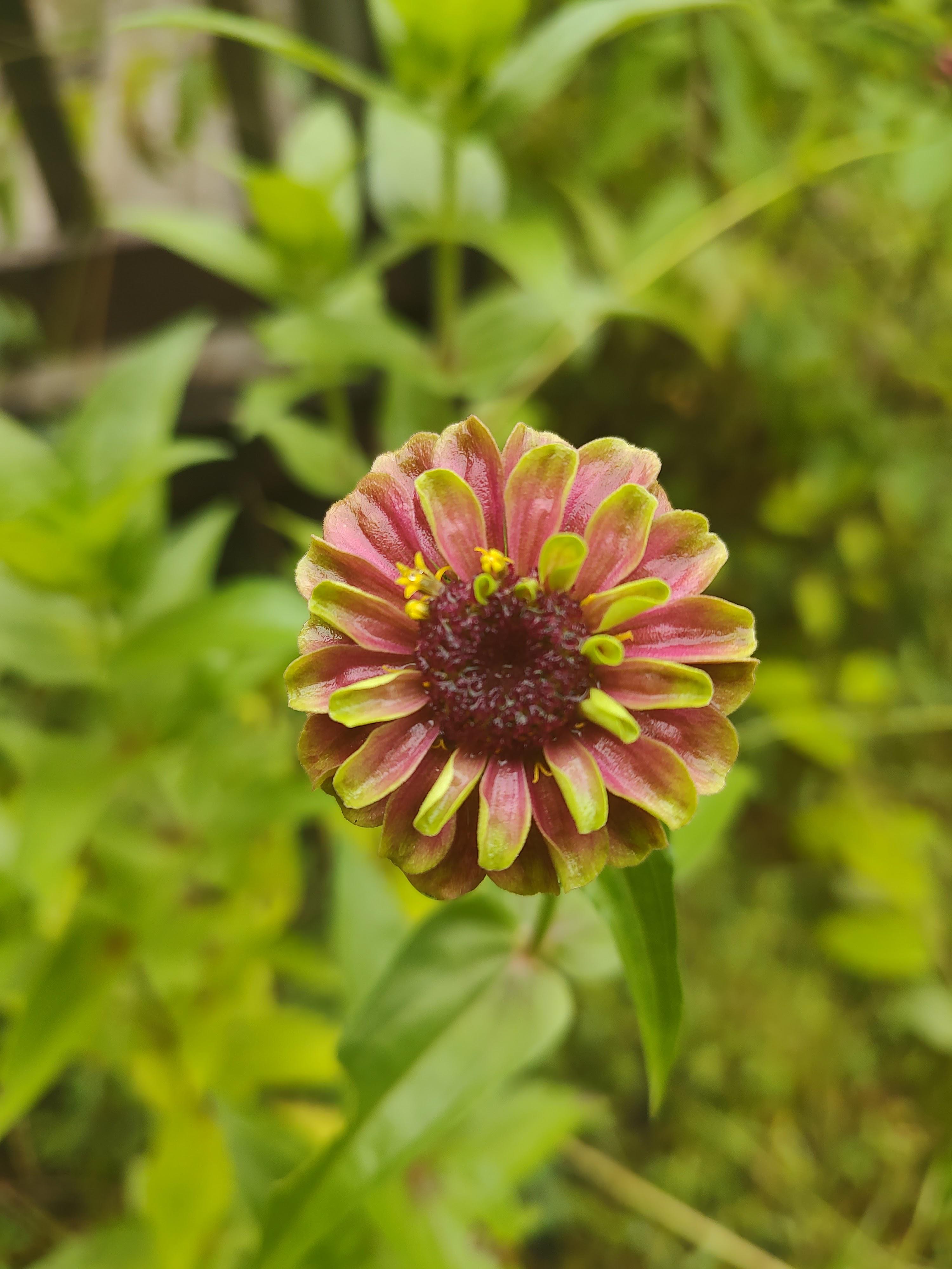 Zinnia, "Bohemian Rhapsody" Zone 8b. r/gardening