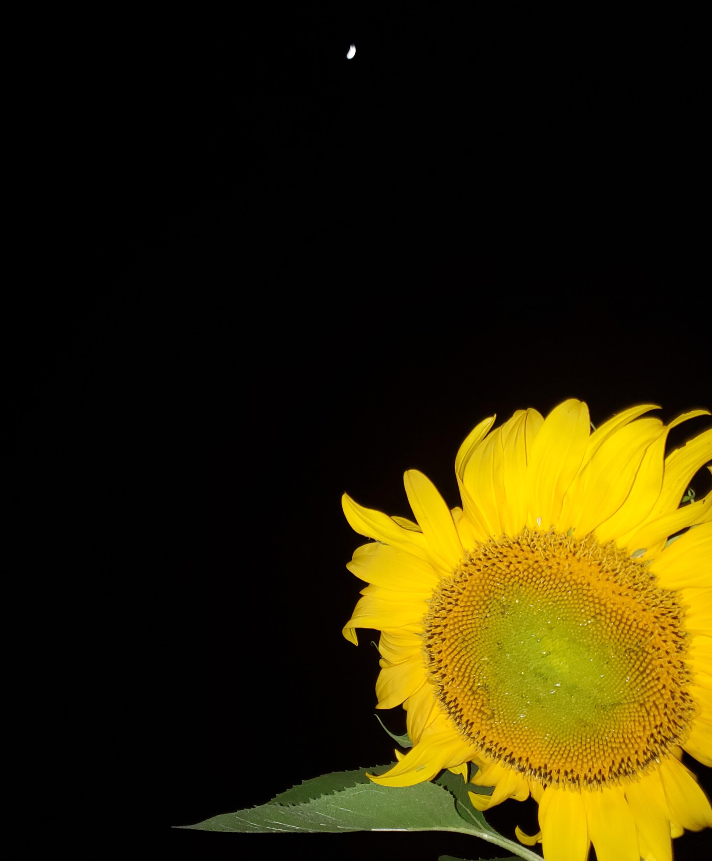 Taller than me teenage Mammoth Sunflower hanging out with the moon