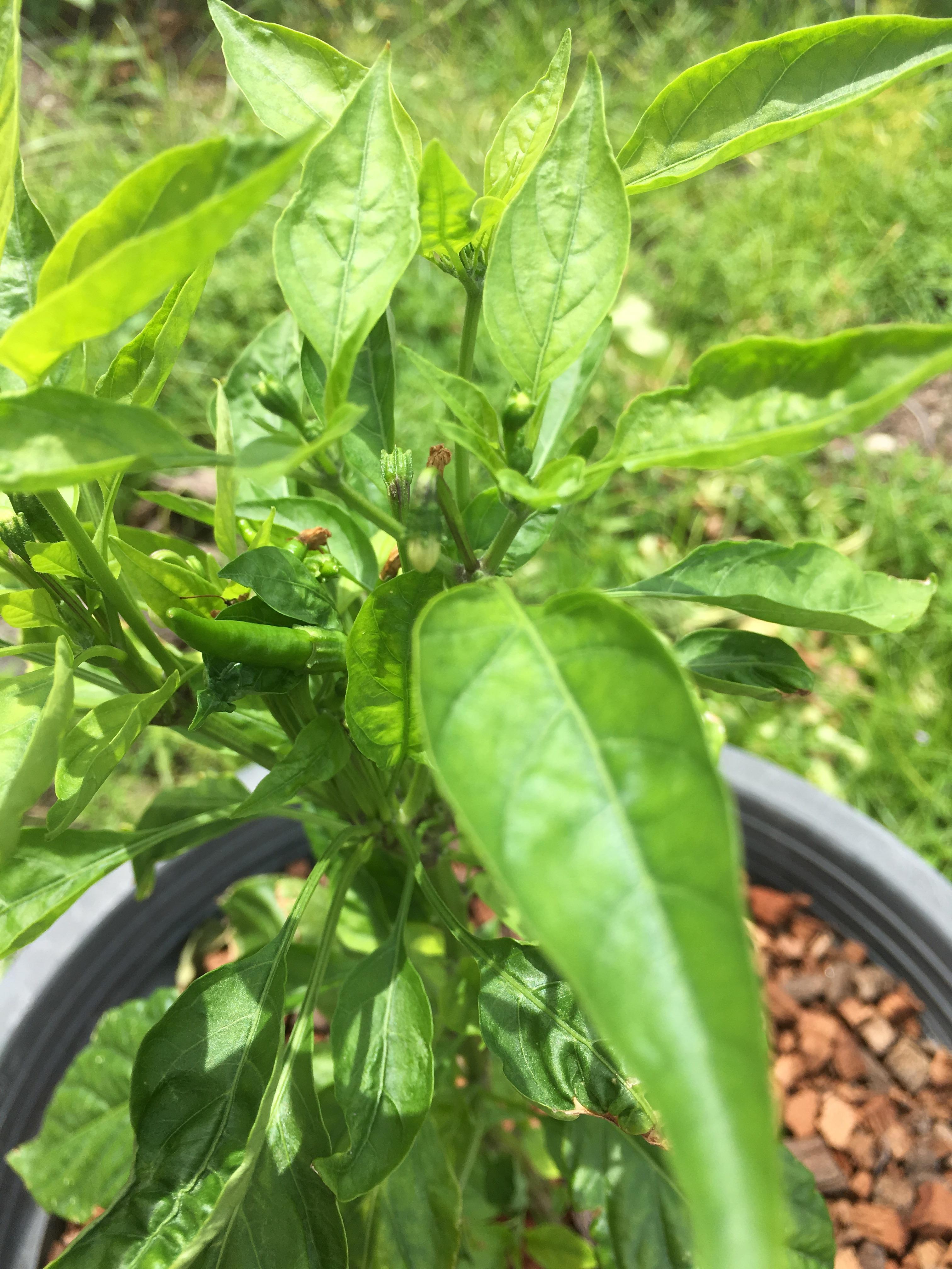 Growing Carolina Reaper Peppers