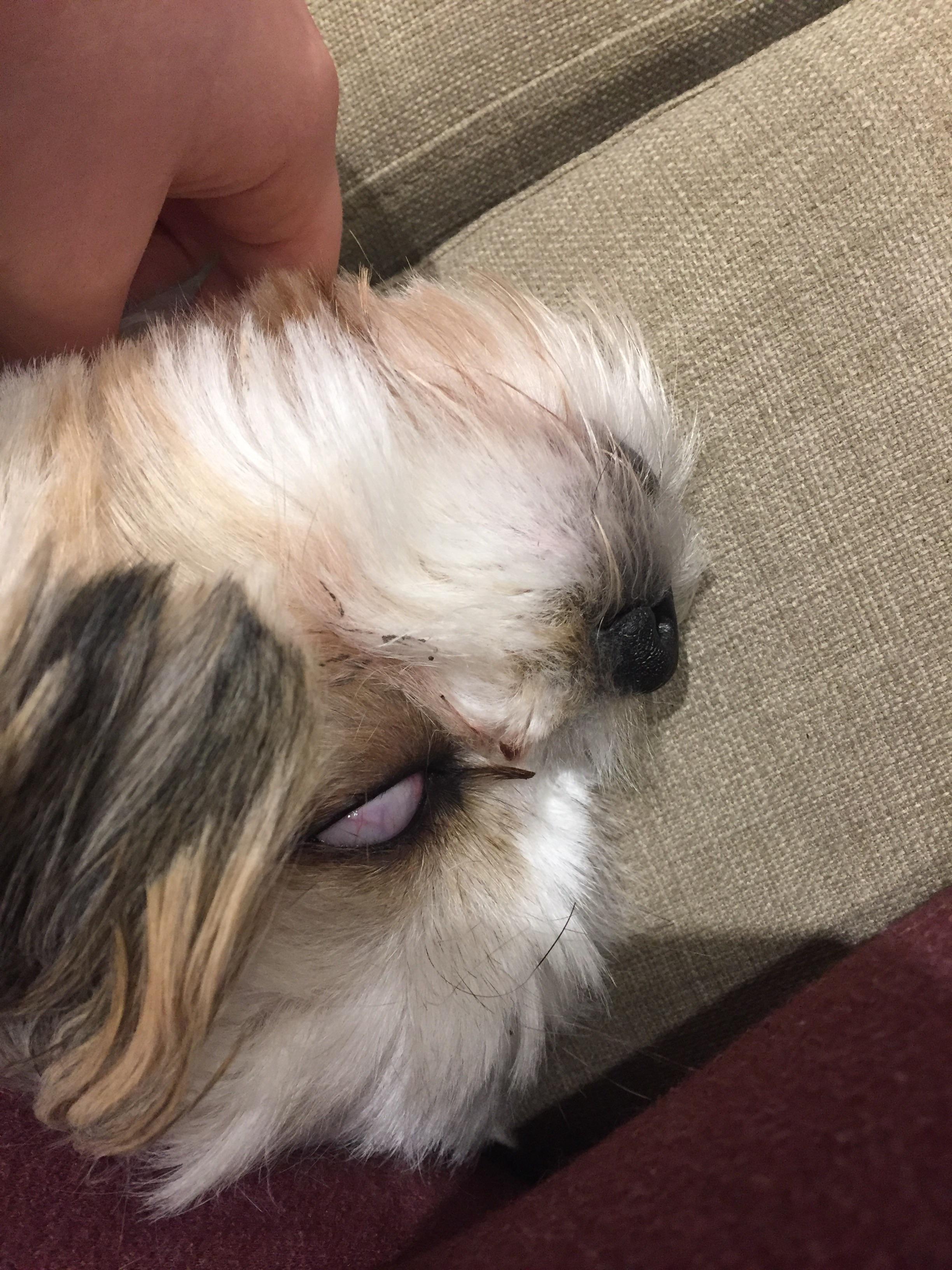 When my dog gets the neck scratches she wants, she turns slightly