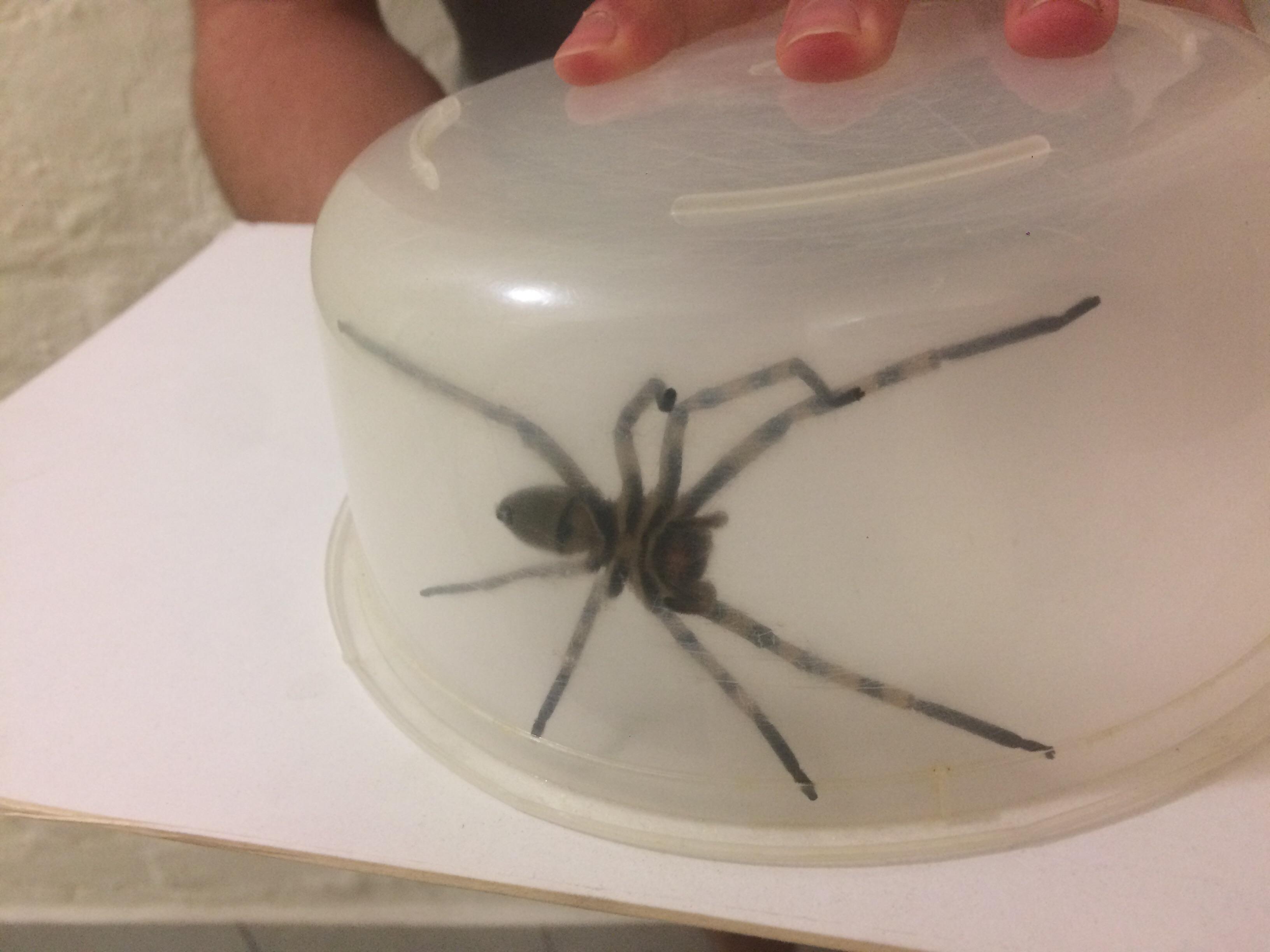 Rain spider found in the kitchen. I won’t lie it scared the shit it of