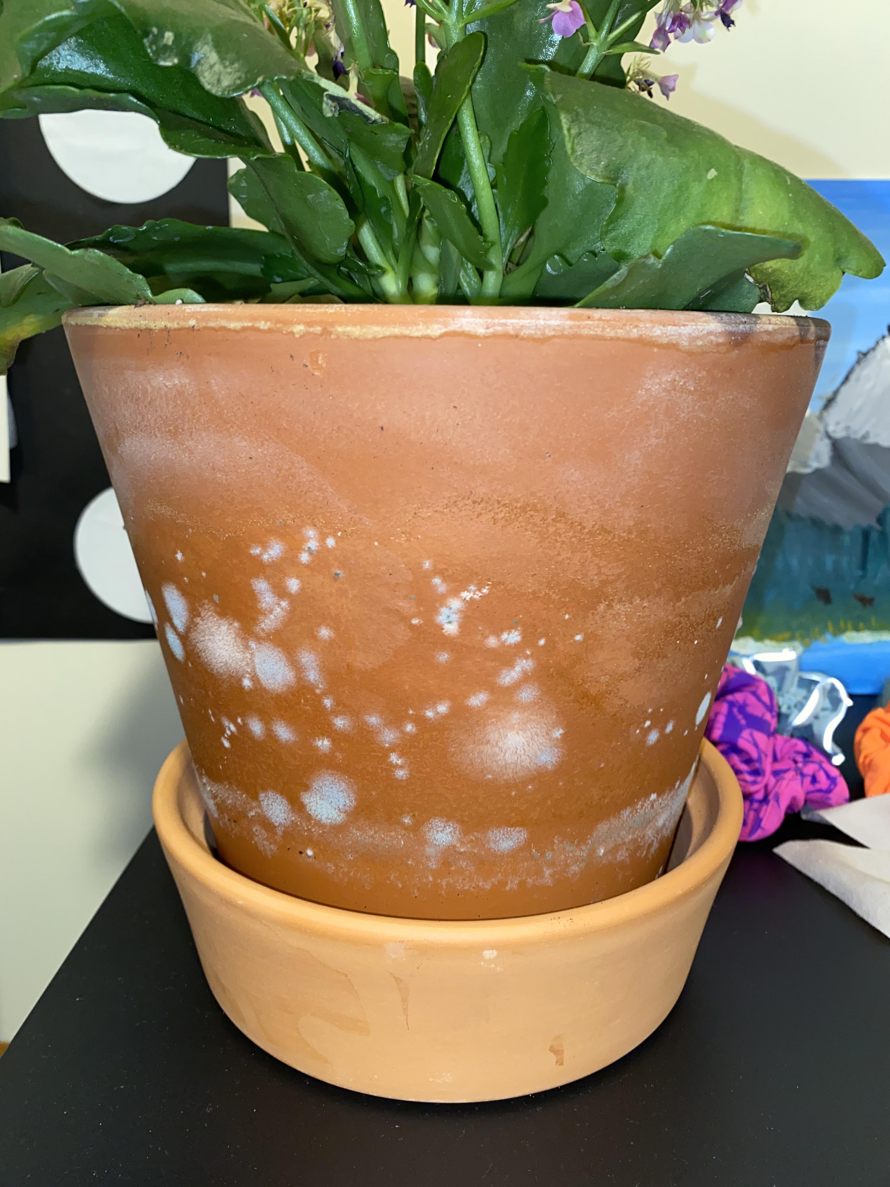 There is green and white fuzzy mold(?) growing on my clay pot. Is this