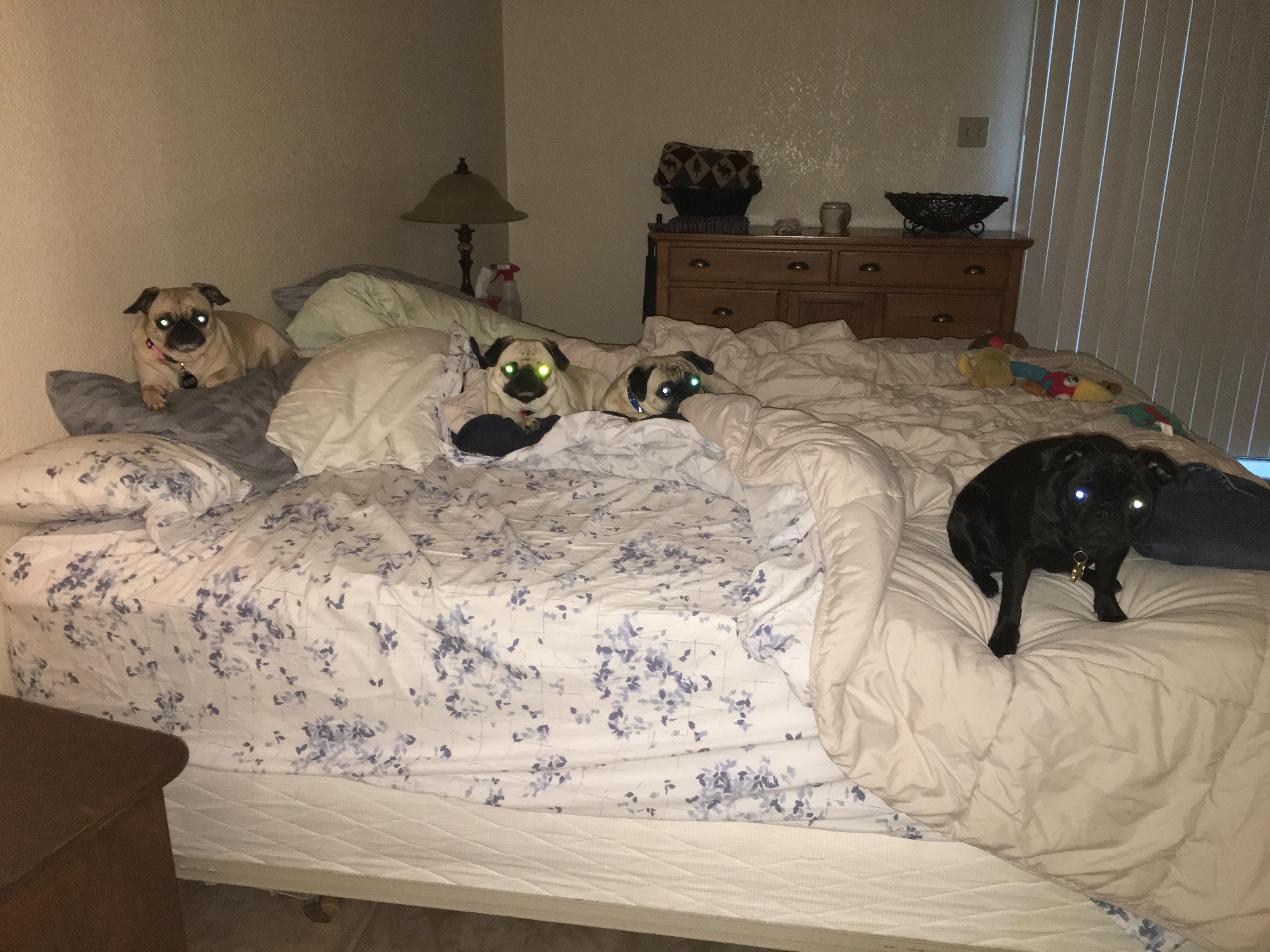 Q What size dog bed do pugs have? A California King 😕 r/pugs