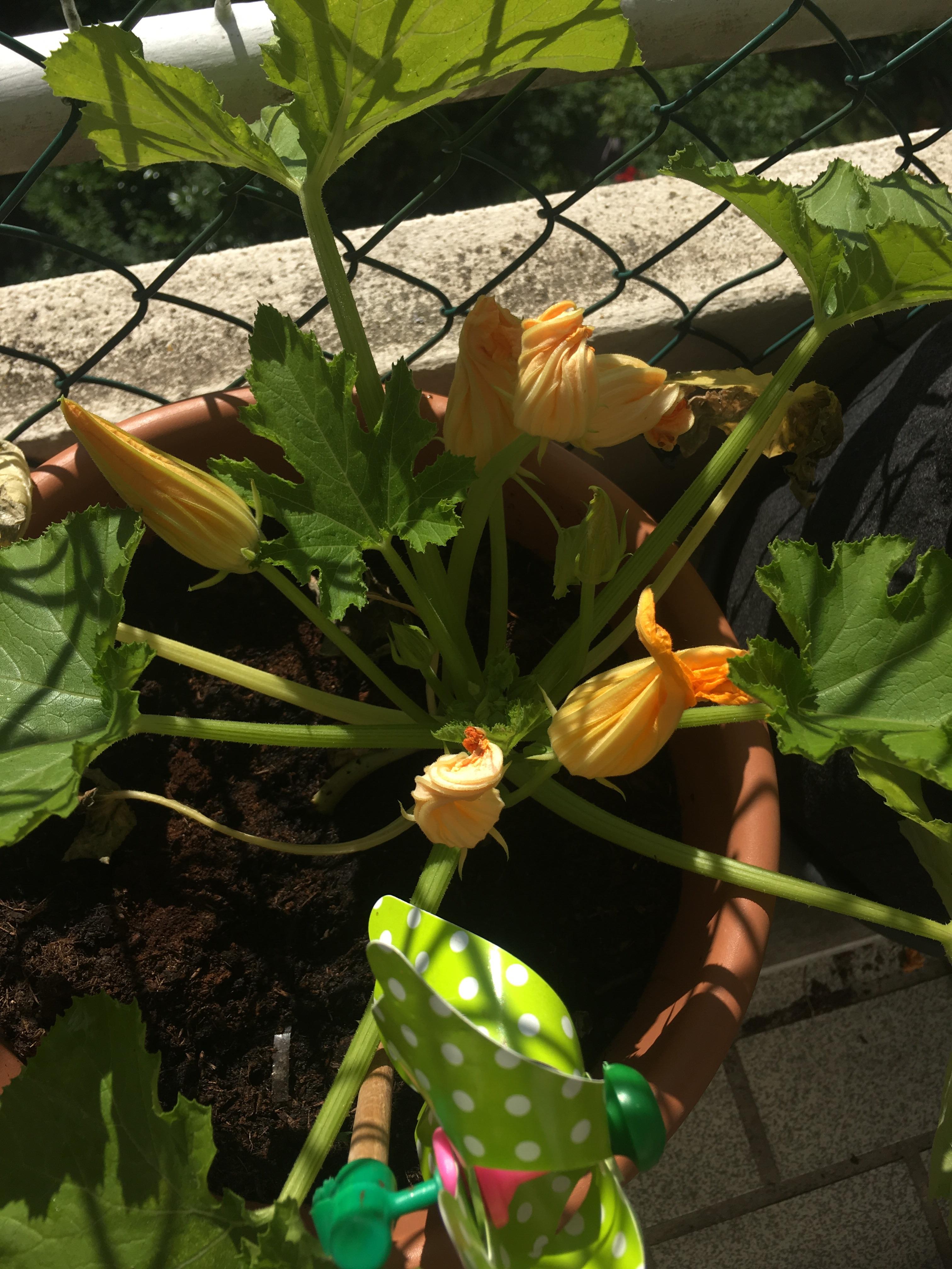Gender biased zucchini why do I get only male flowers? 3 plants, about