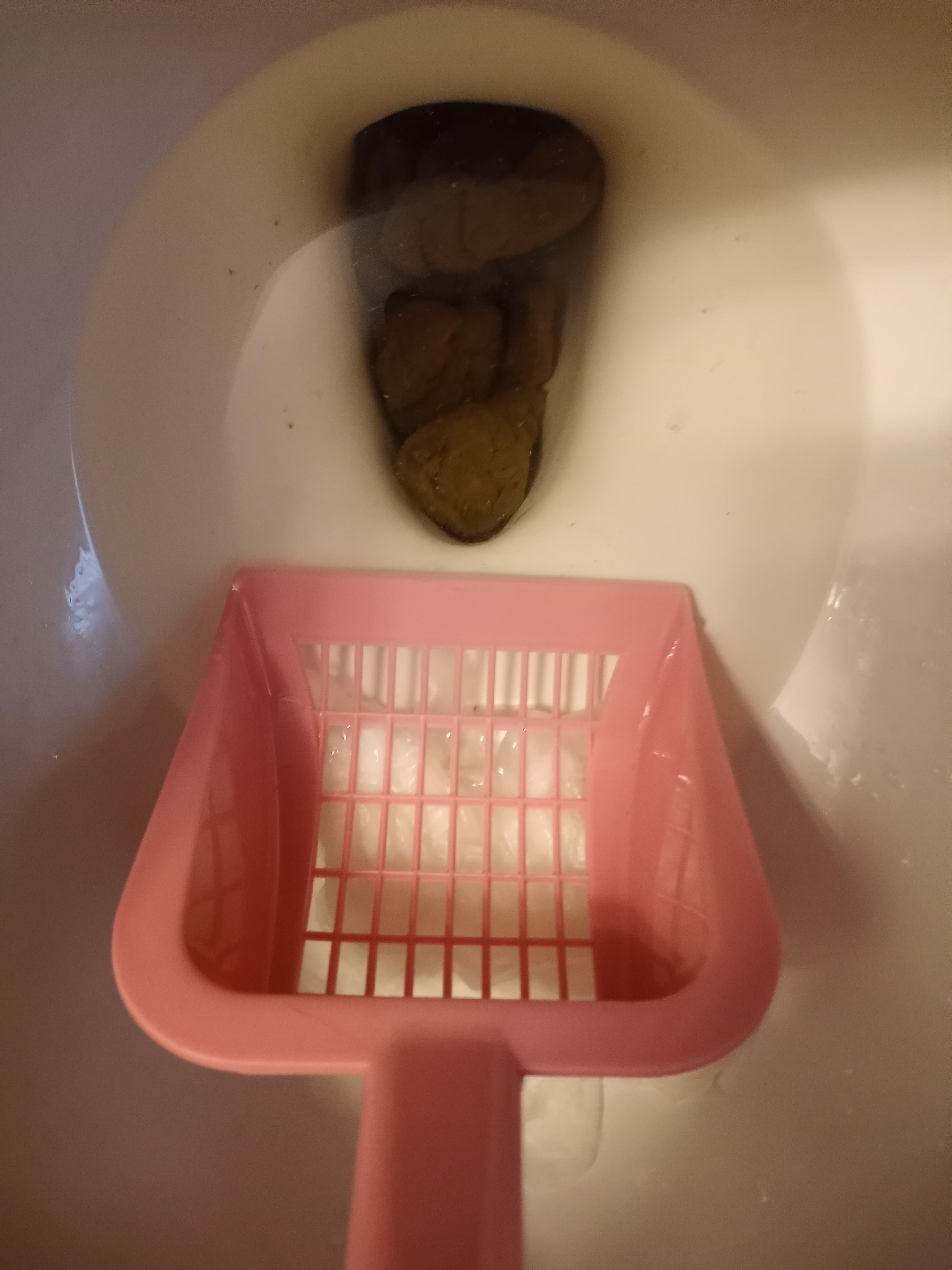 Barbie's pink scooper for her pooper! r/ratemypoo