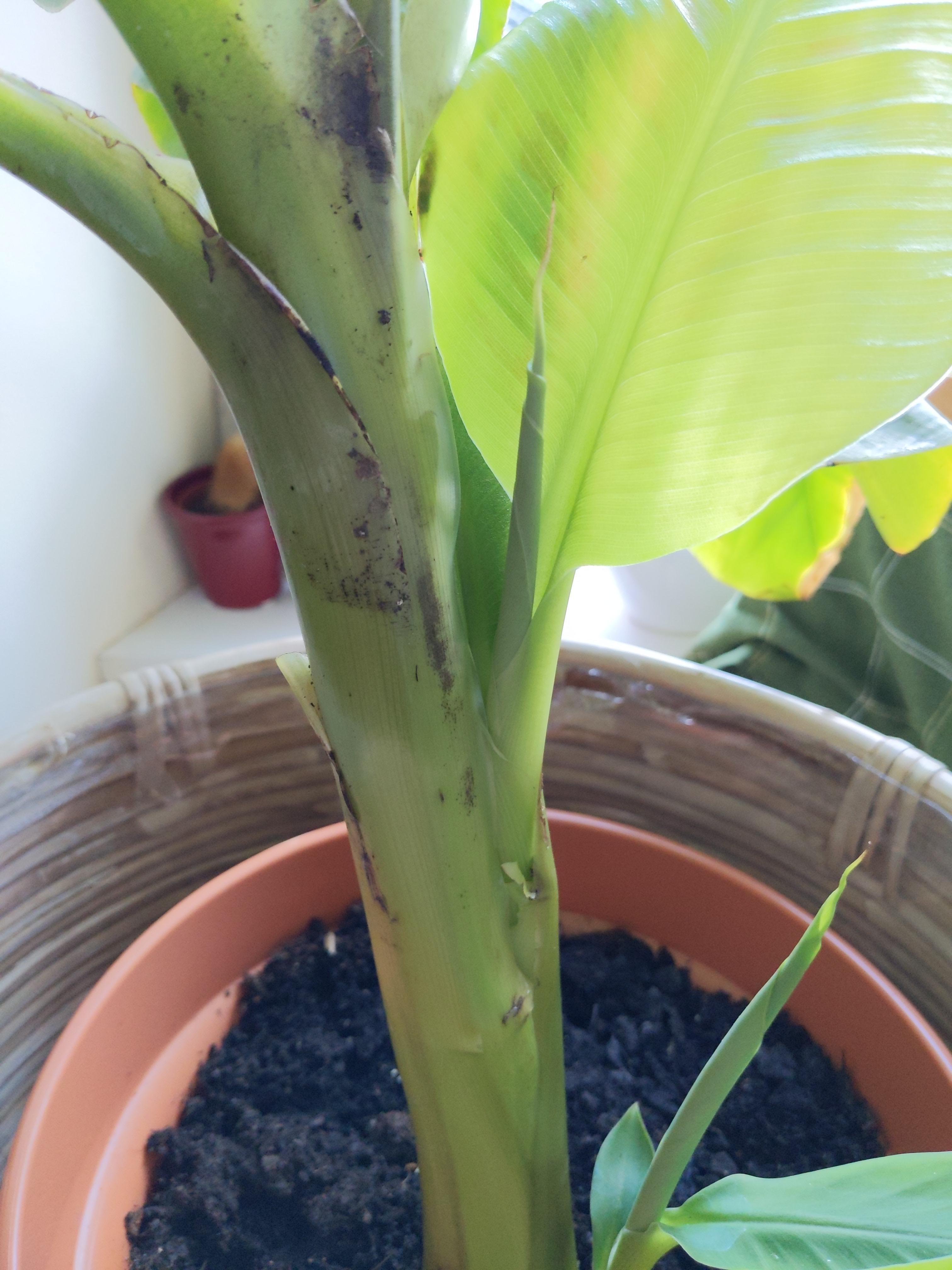 Banana plant leaves emerging from a split in the trunk r/HouseplantsUK