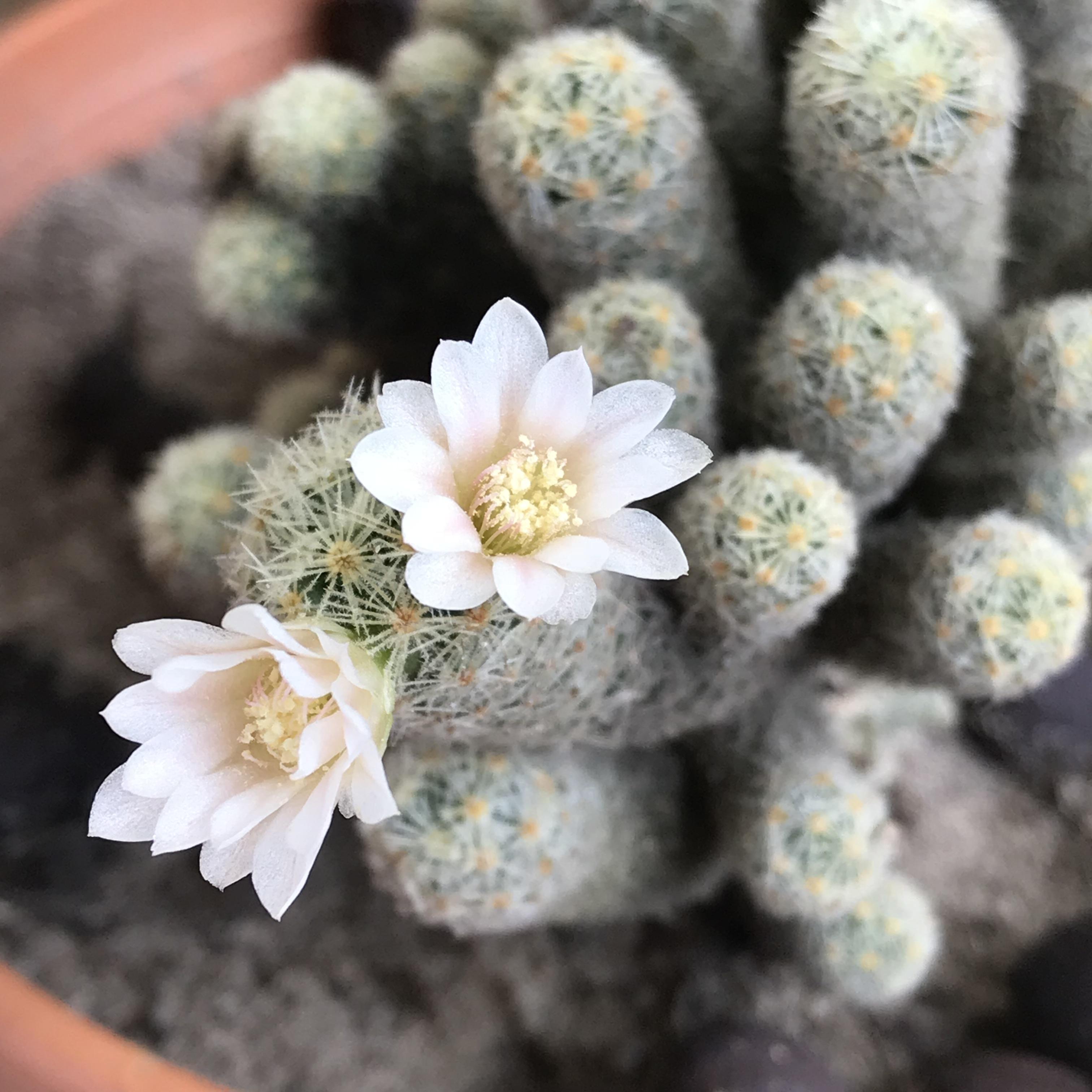 Cactus 🌵blooms small white flowers. Anyone know what this cutie’s name