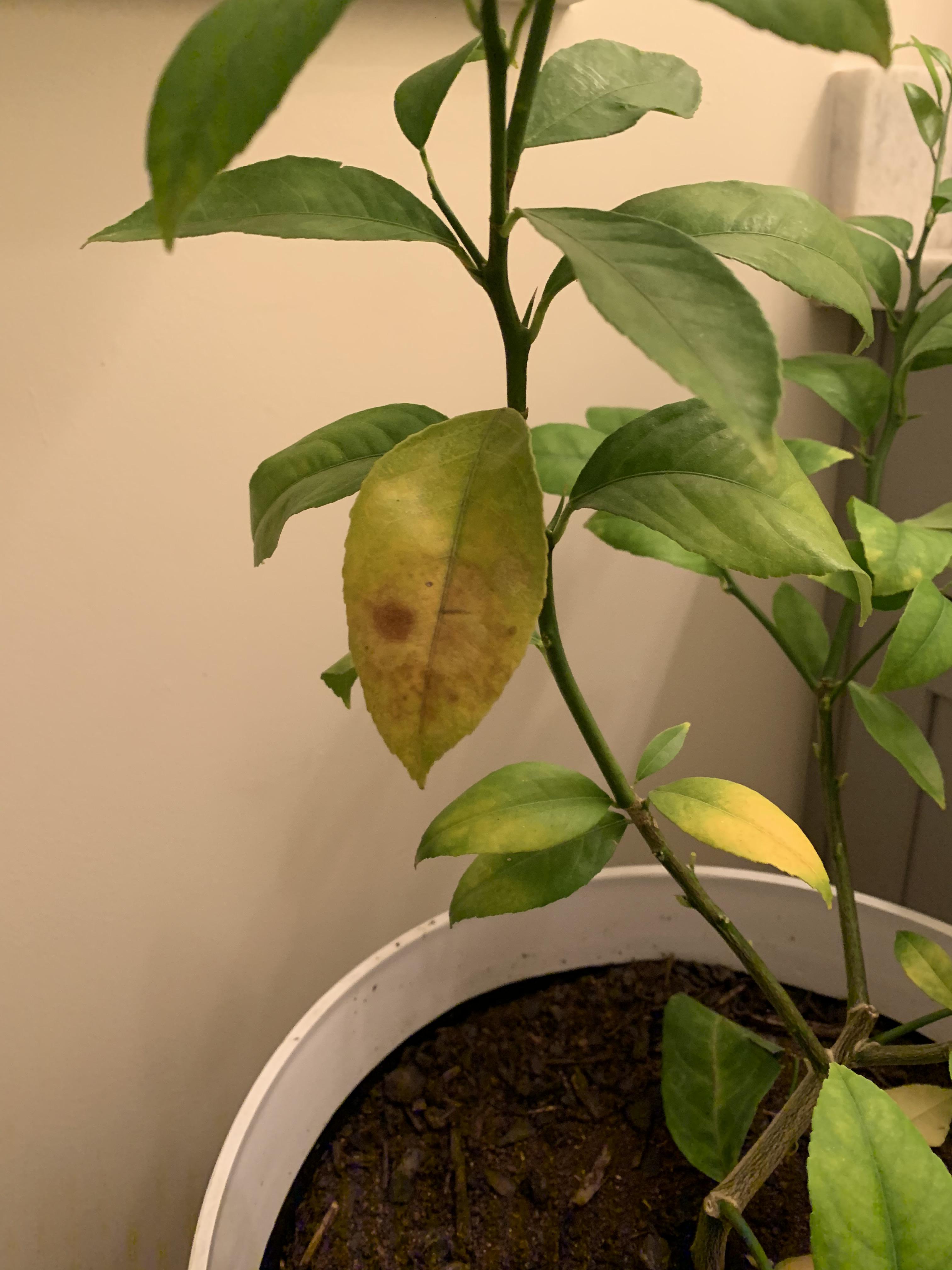 Meyer lemon tree help!! Is this early signs of root rot? r/gardening