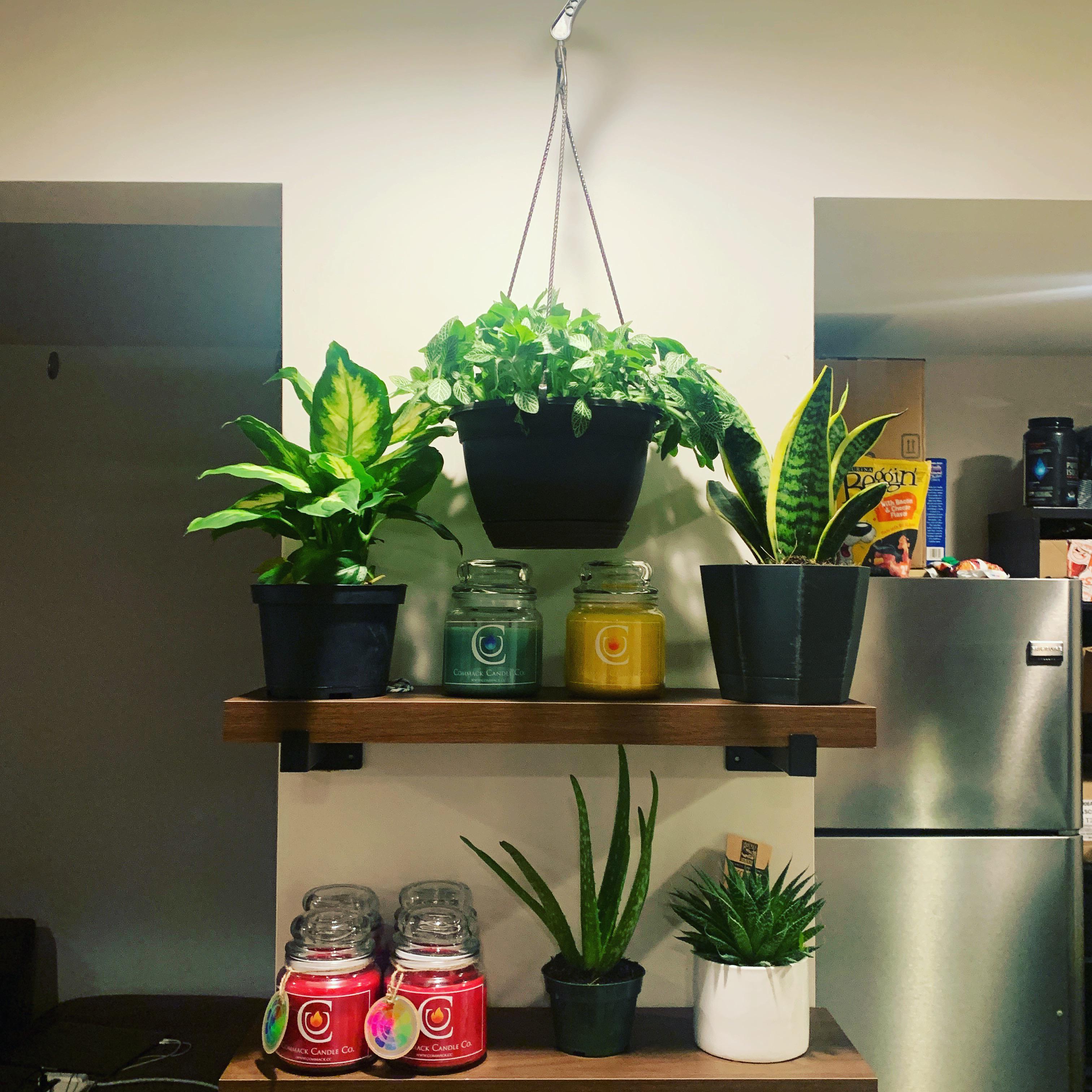 Can burning candles be harmful to plants? r/candlemaking