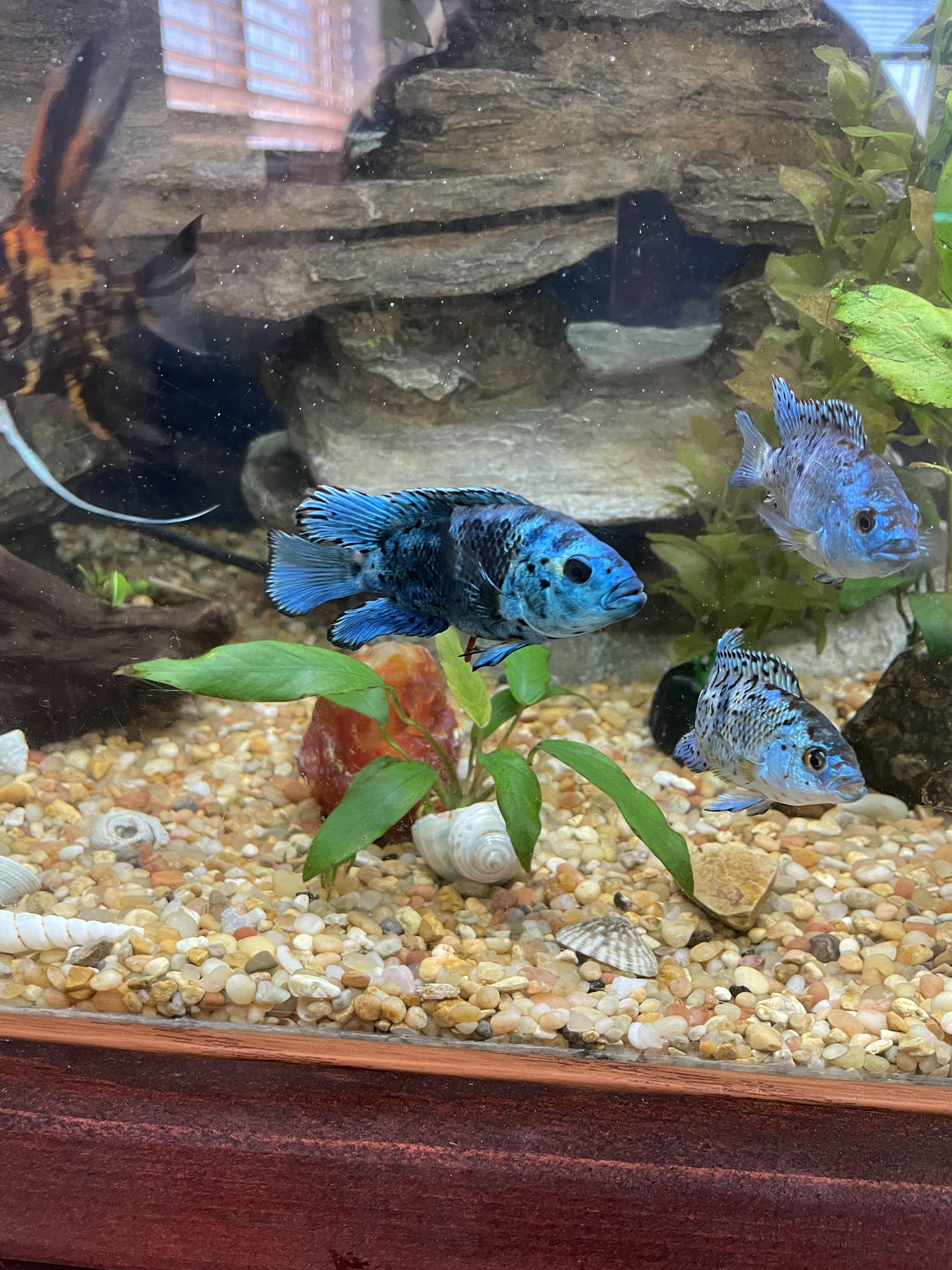Electric blue jacks r/Aquariums