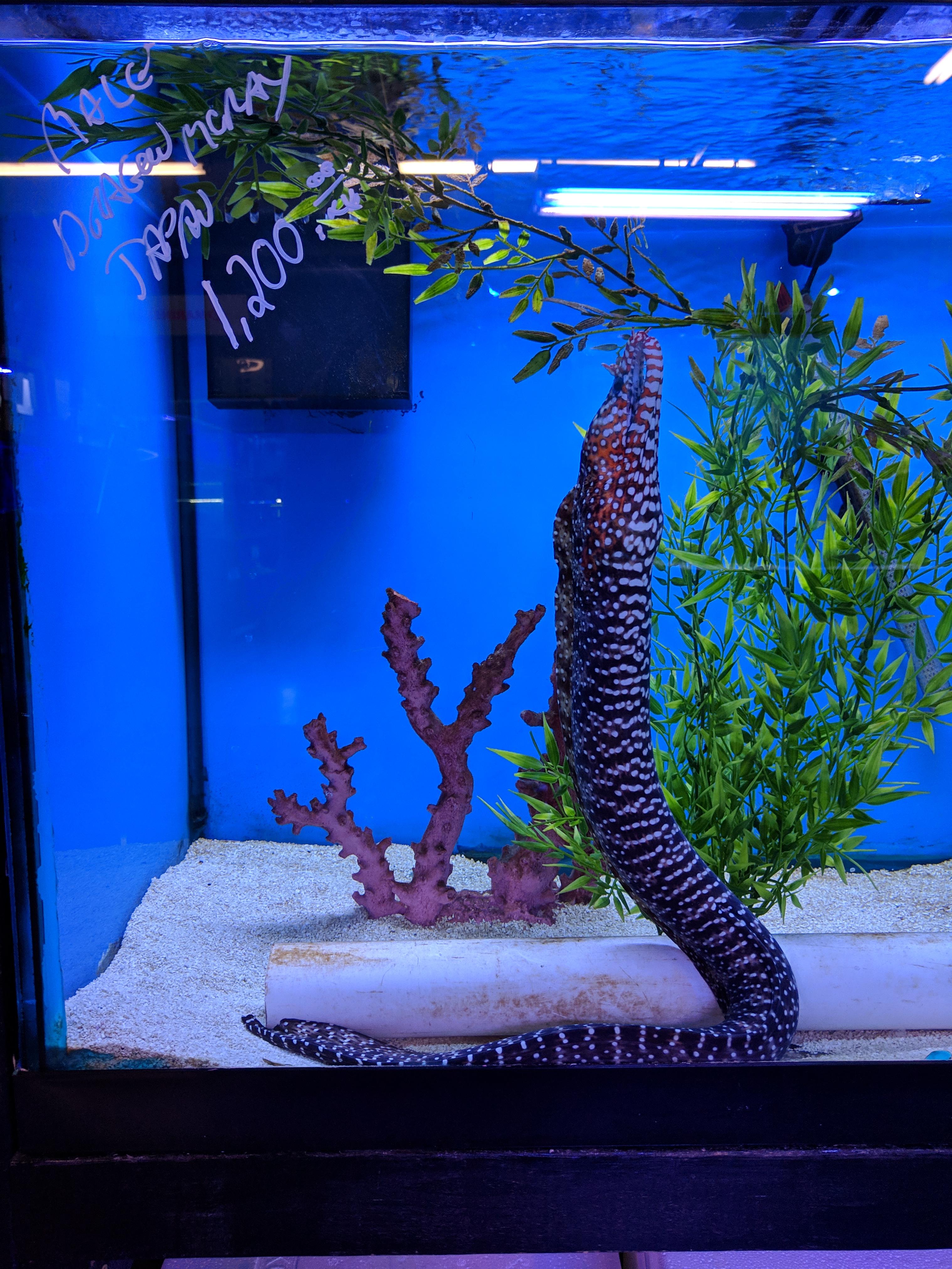 Japanese Dragon Eel at my LFS r/Aquariums