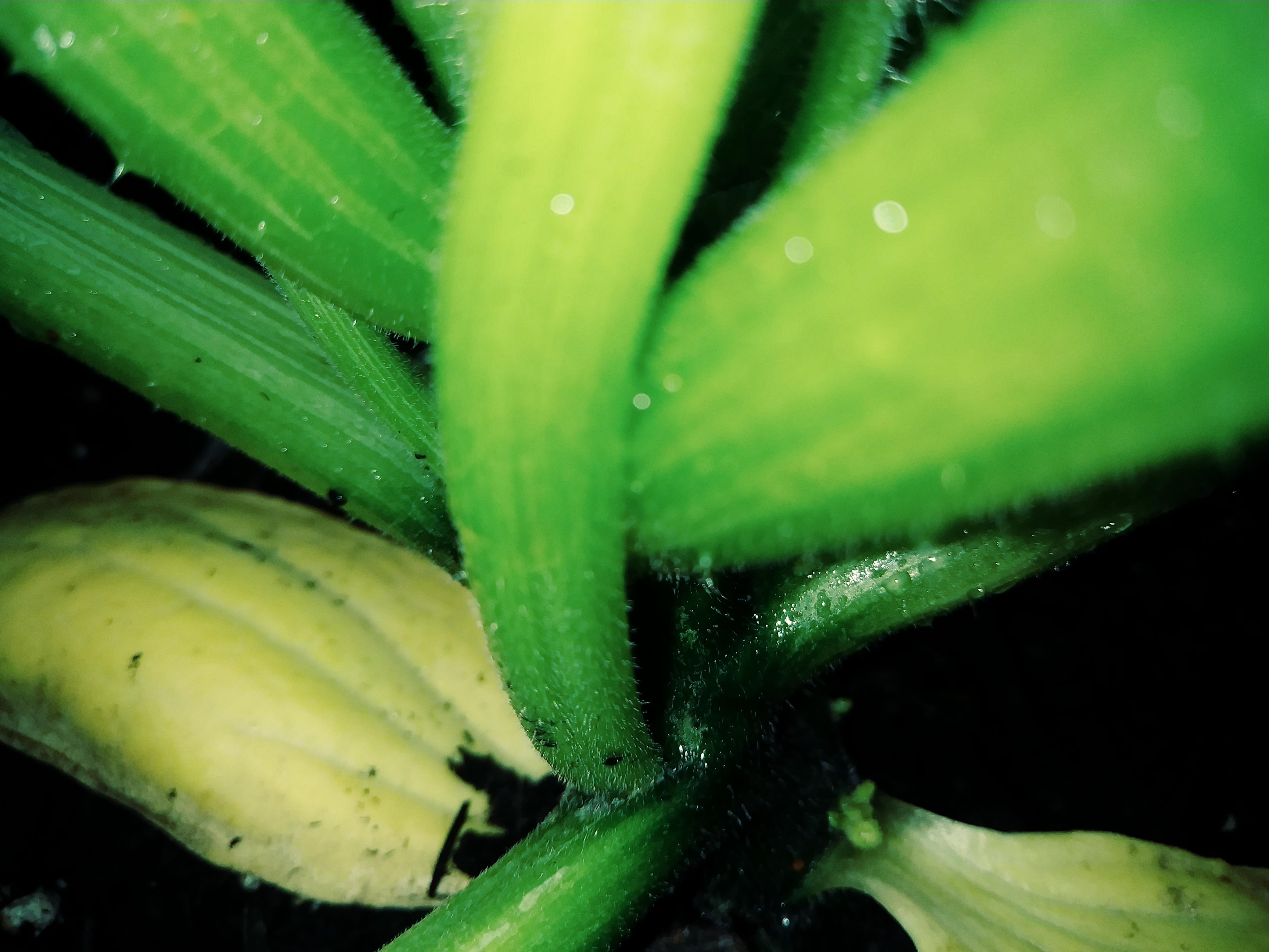 Advice needed! Why are my zucchini plants turning dark/black at the