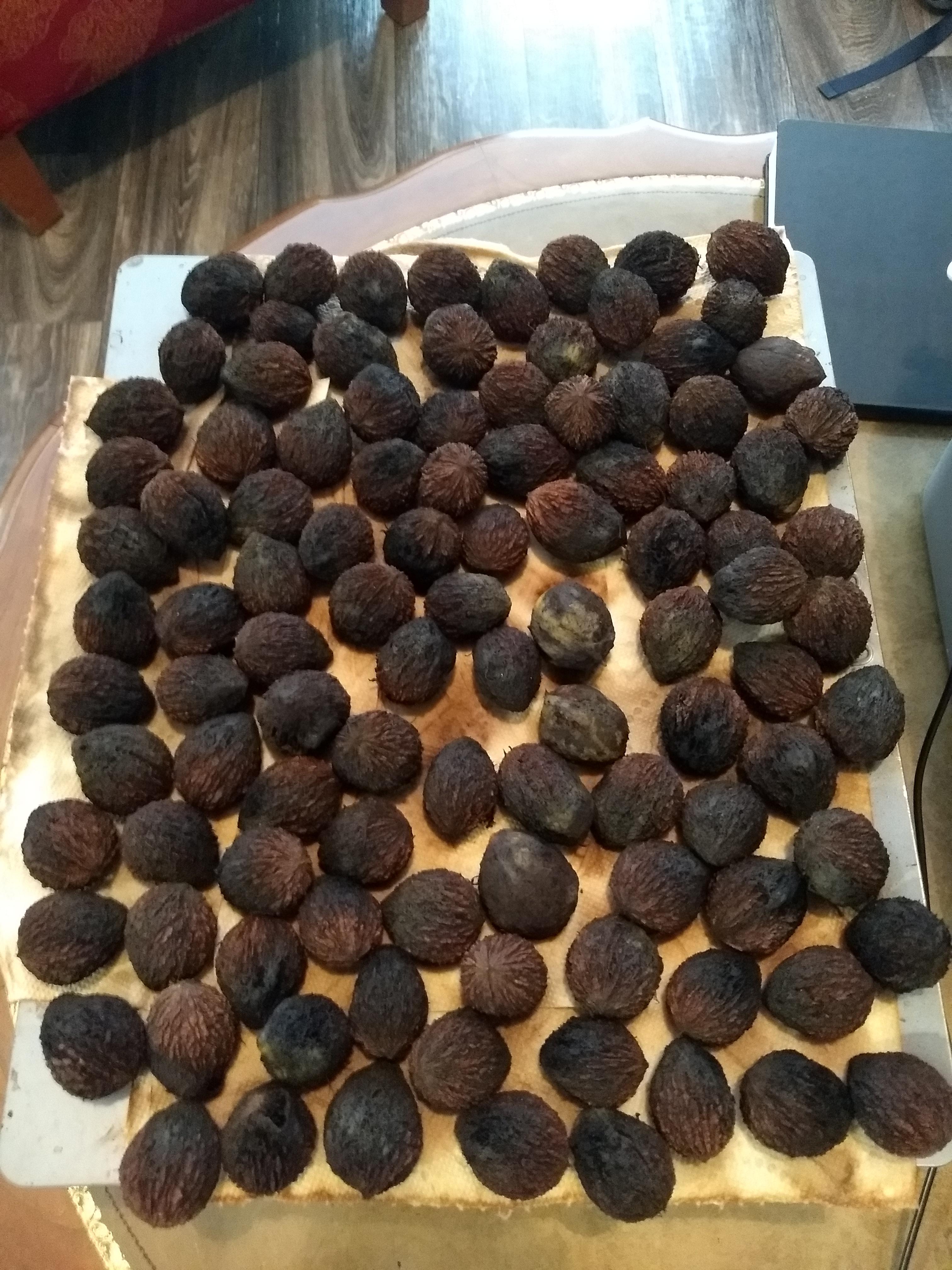 My first batch of black walnuts! r/foraging