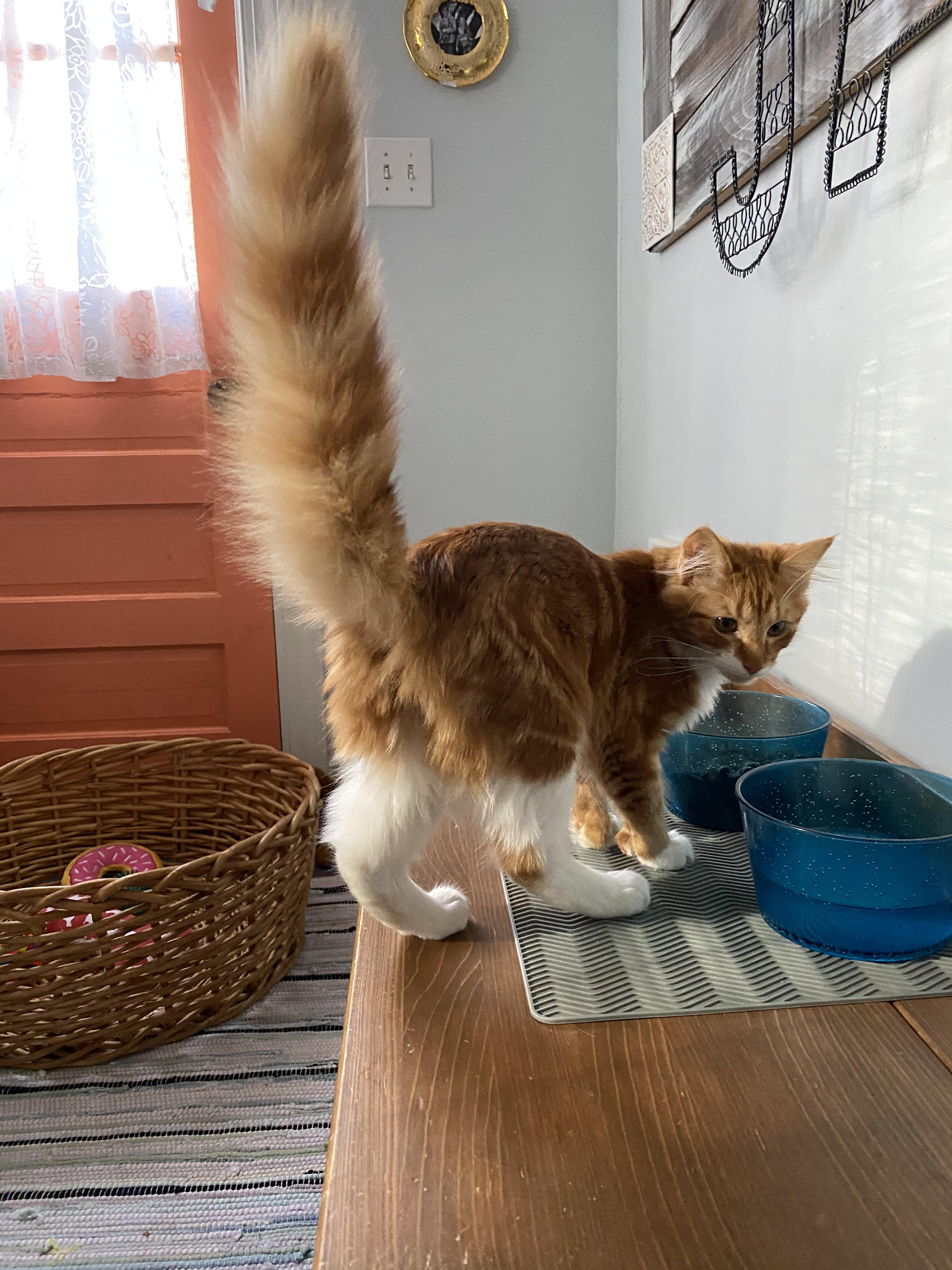 Hobbes and his floofy bottle brush tail! r/bottlebrush