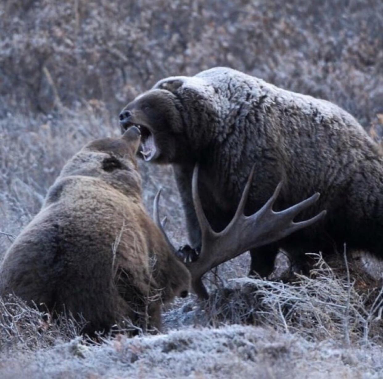 Bears fighting over moose r/natureismetal