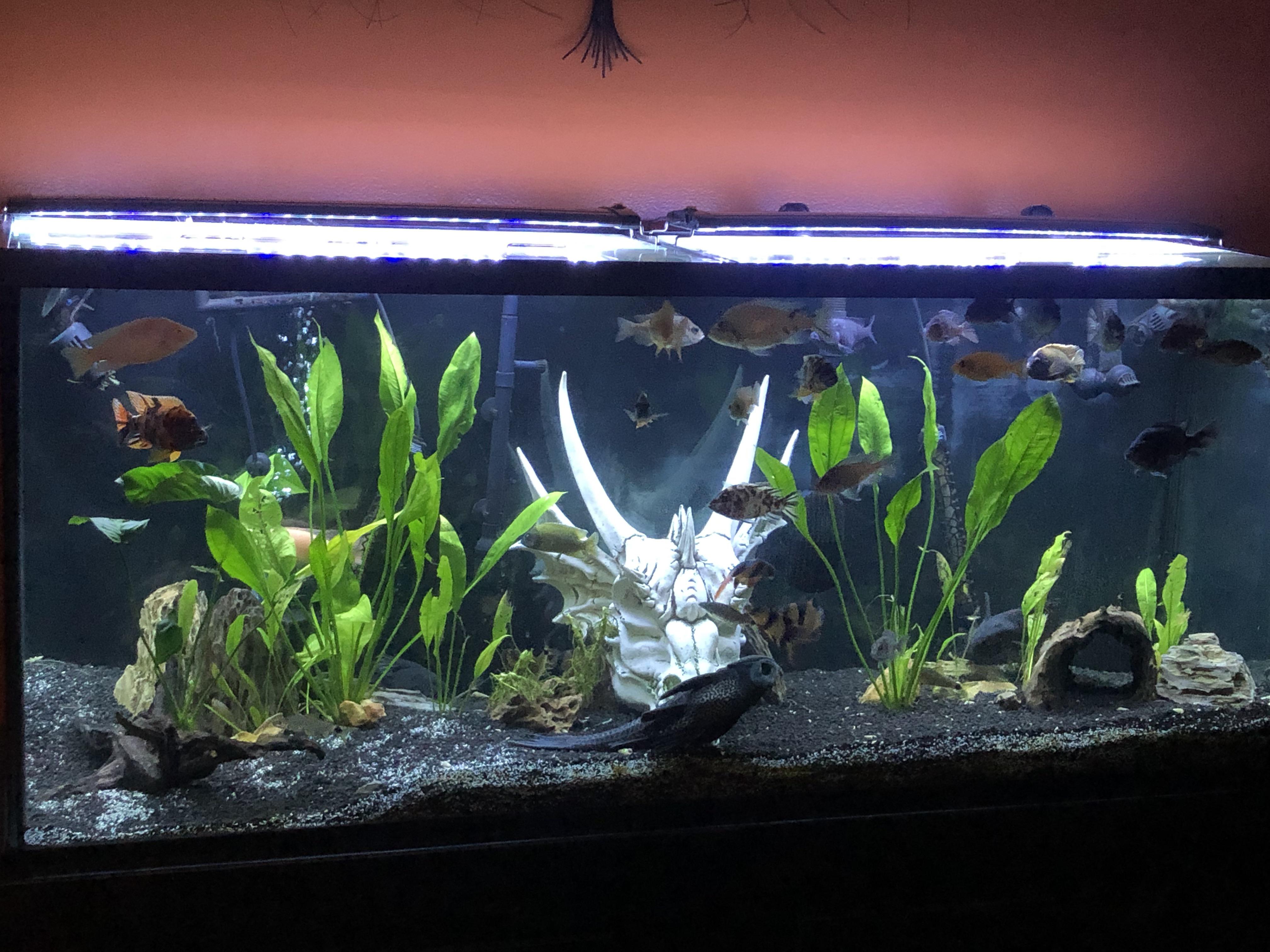 Planted African peacock tank r/Cichlid