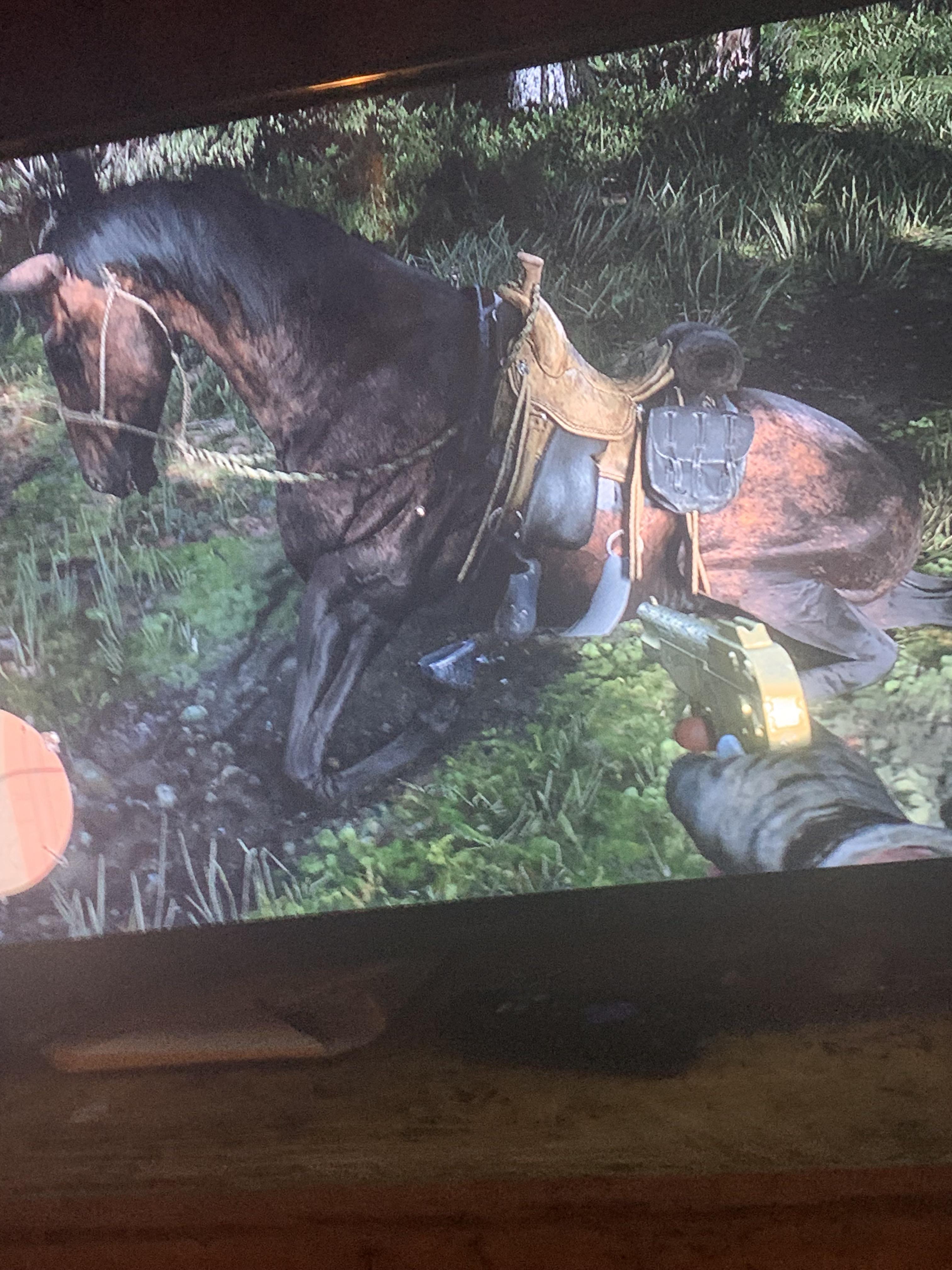 look yow this horse died in rdr2 😹 r/reddeadredemption