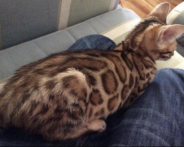 Old picture of my bengal cat. She is now 4 years of age! r/cats