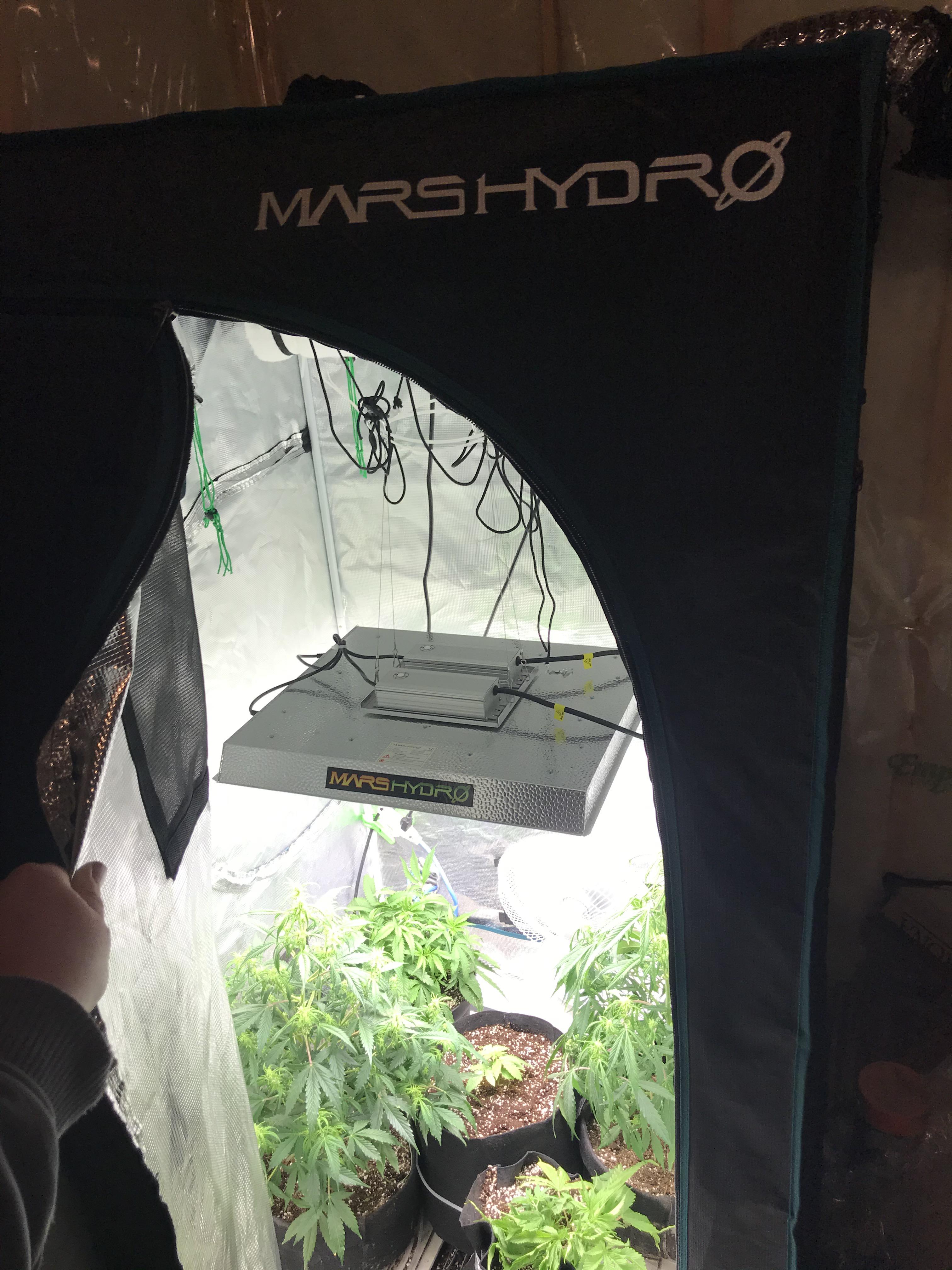 3X3 Mars Hydro grow tent with the TSW2000 just getting it done update
