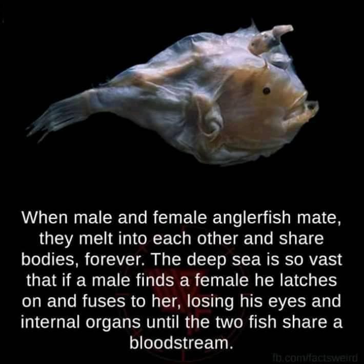Anglerfish absorbing each other during mating. r/natureismetal