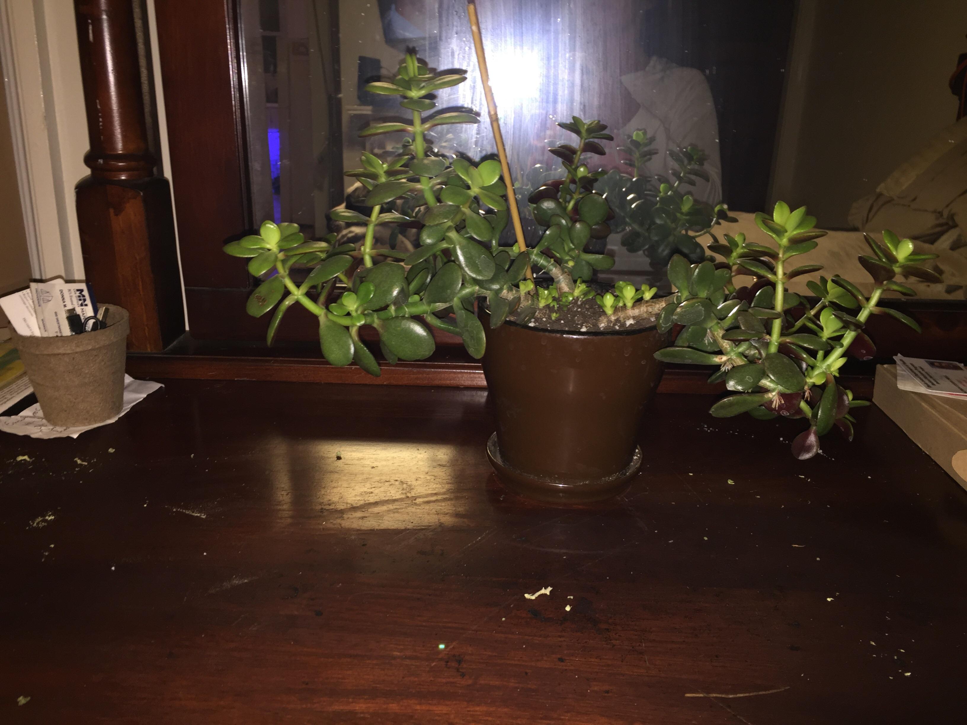 My Jade Plant Results Under Grow Lights r/succulents
