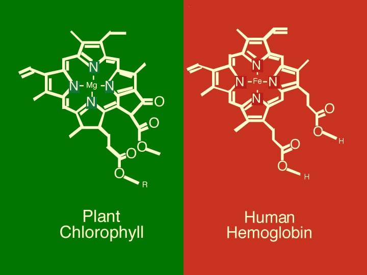 The remarkable similarity between chlorophyll and hemoglobin! r/chemistry