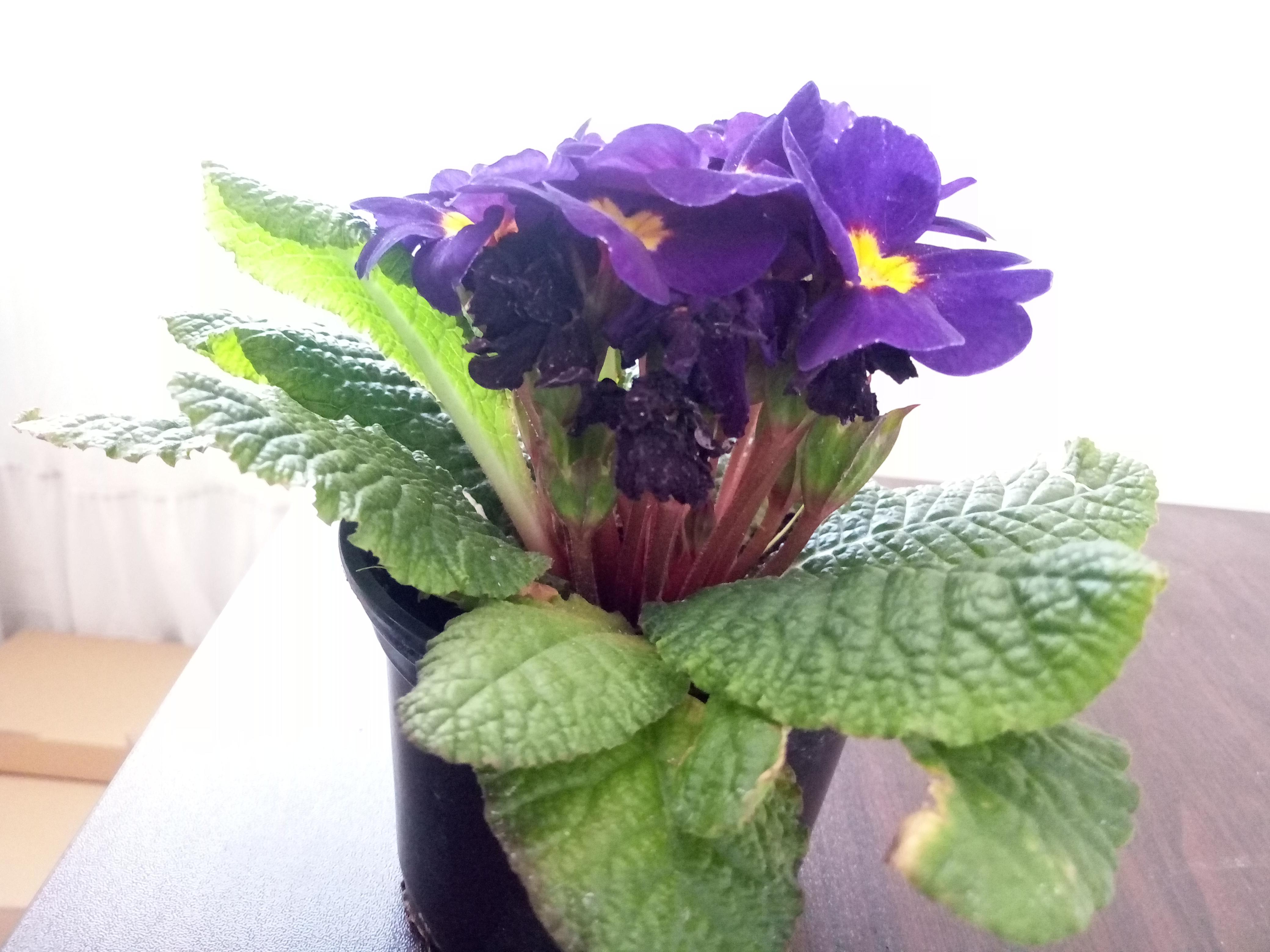 I am new at this and I have a question. I just bought this flower and I