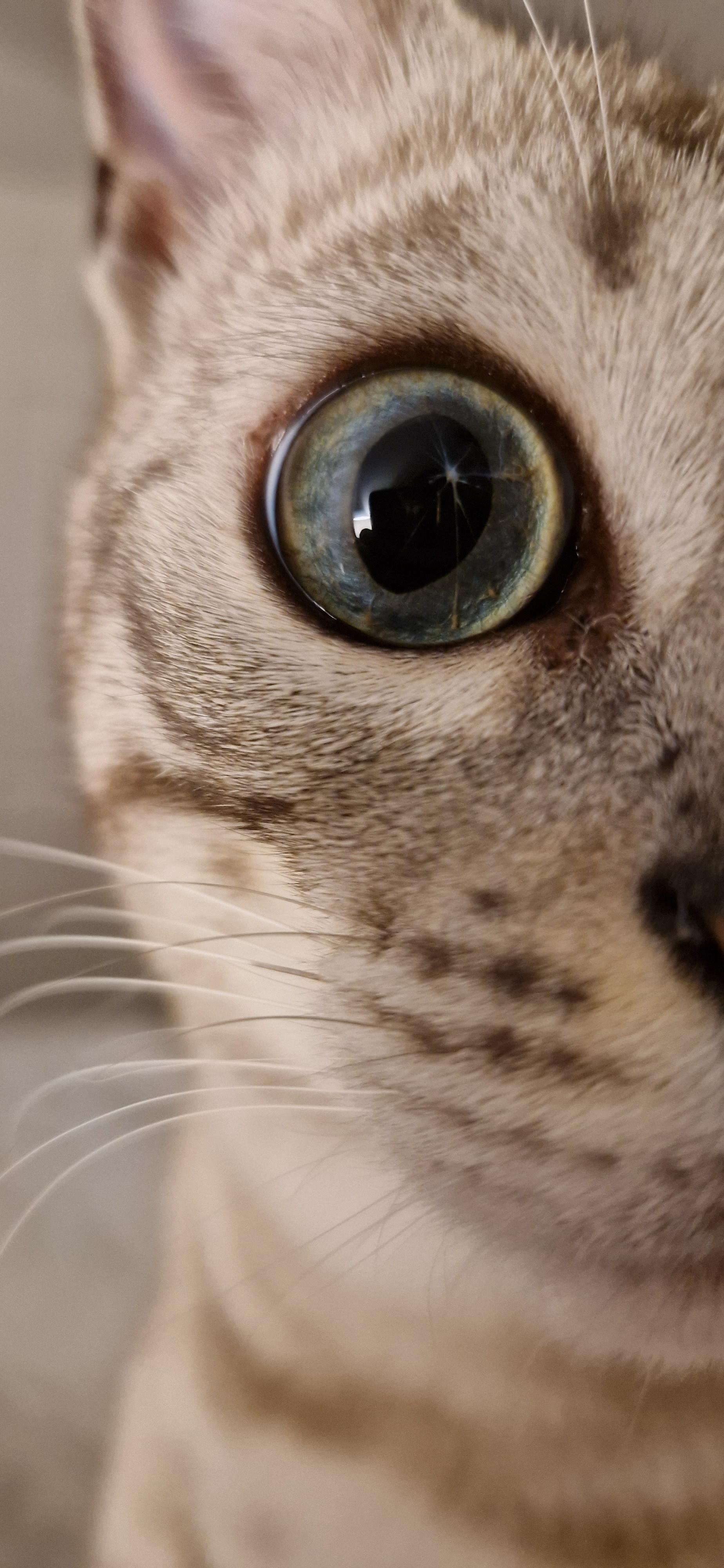 Does anyone know why my cats eye looks like this? r/cats