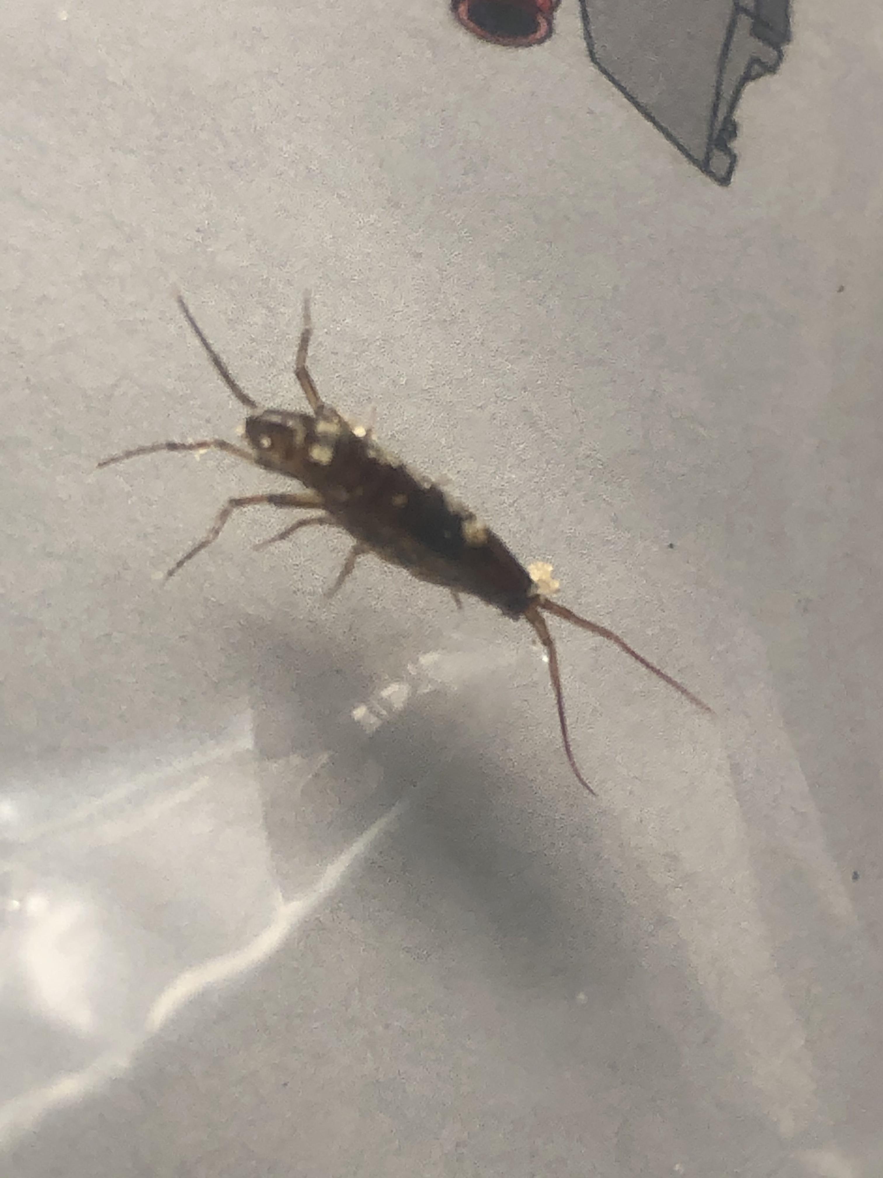 [Southern California] Found in sandbox after the rain. It jumps like a
