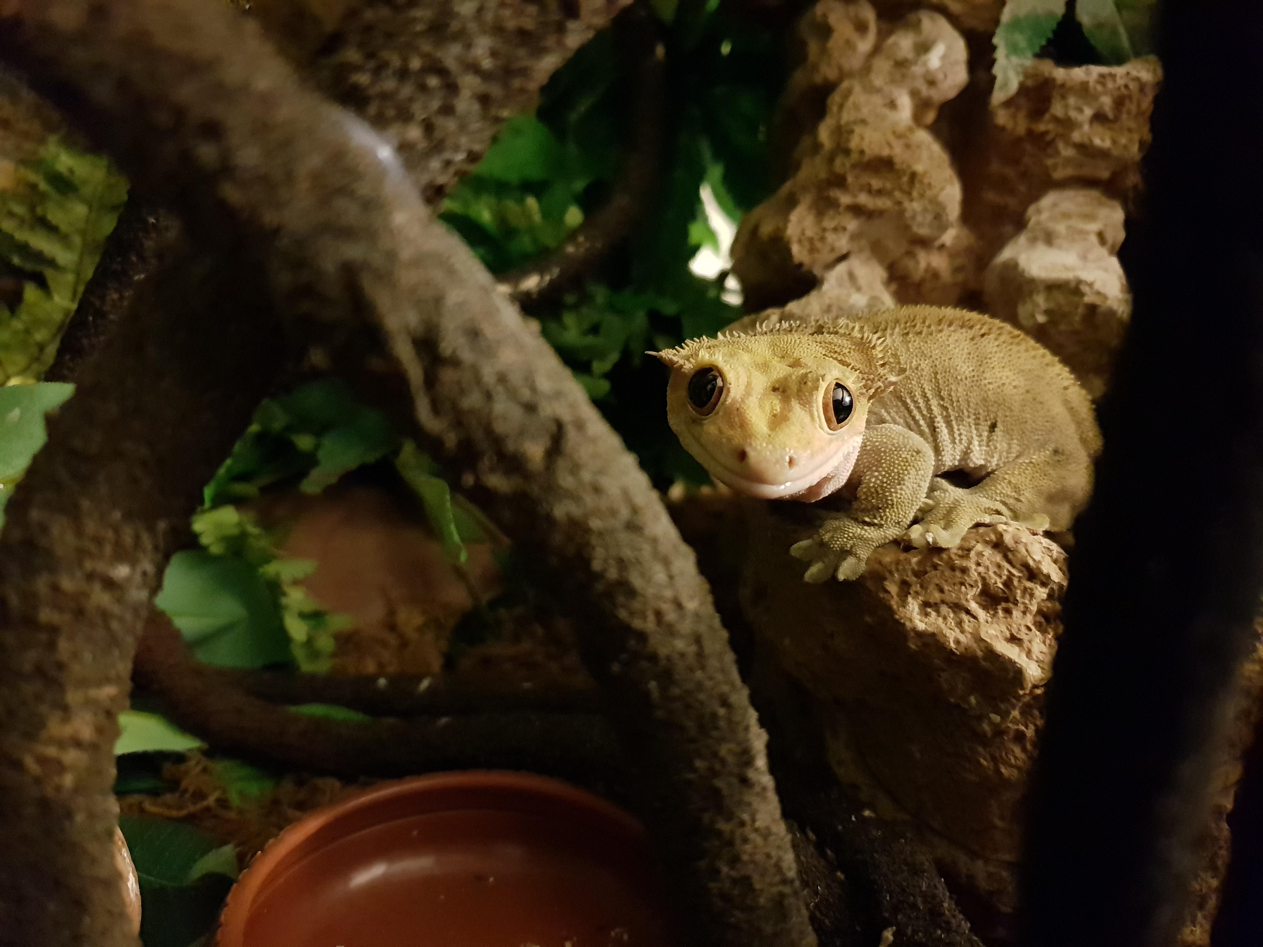 My crested gecko patiently waiting for some worms r/aww