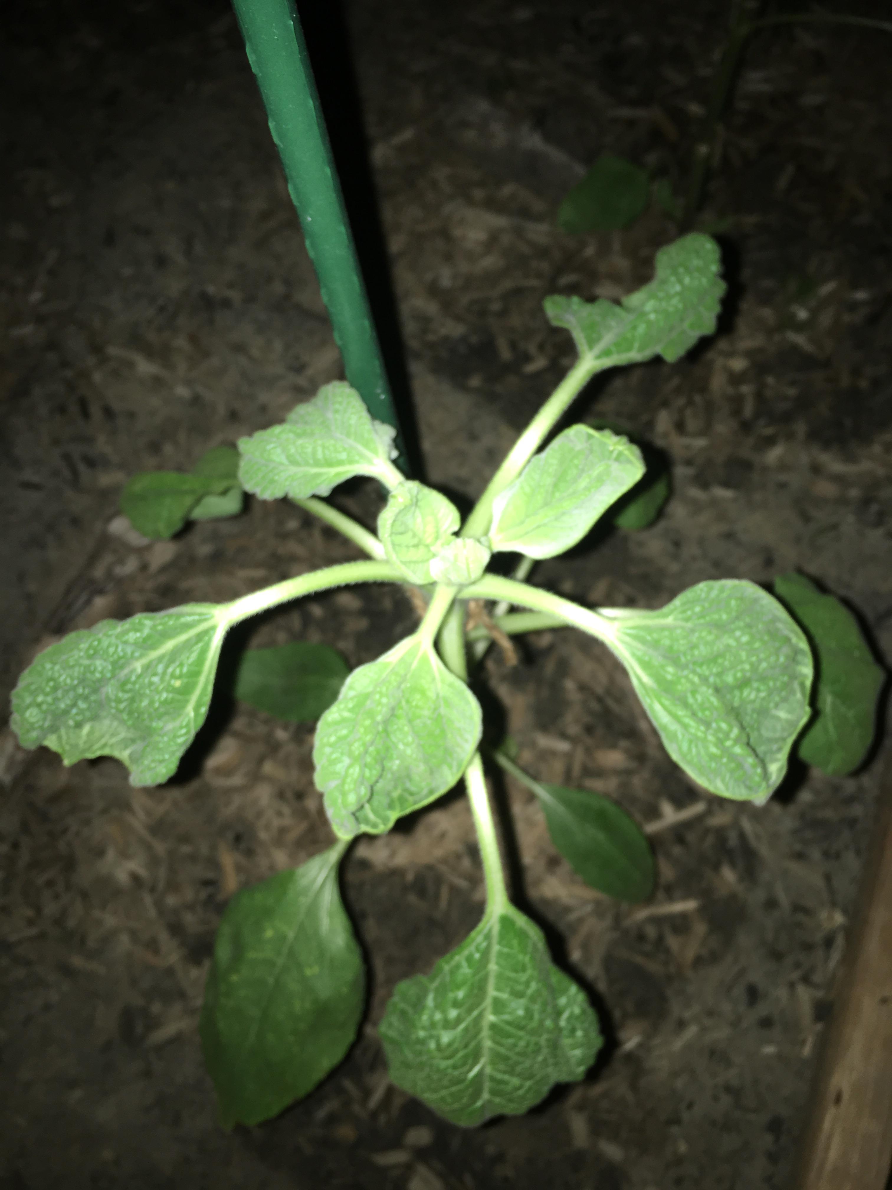 The leaves are so crispy and tight curled onto themselves. Any idea the