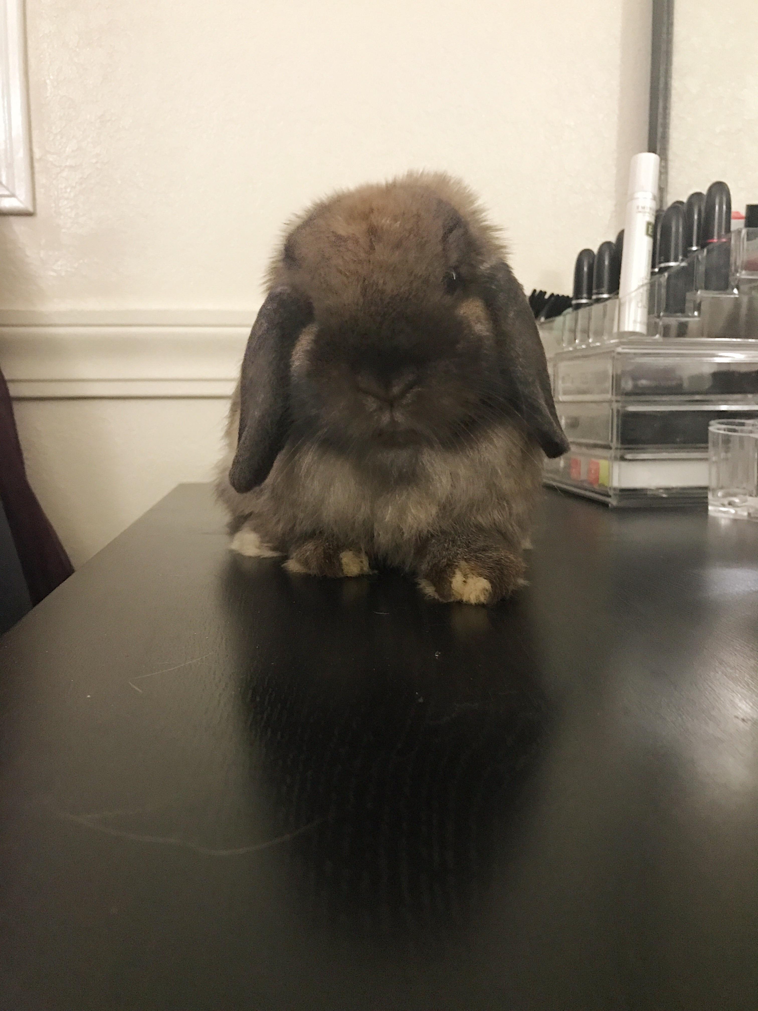 My bun does this a lot, does anyone know if he's developing a head tilt