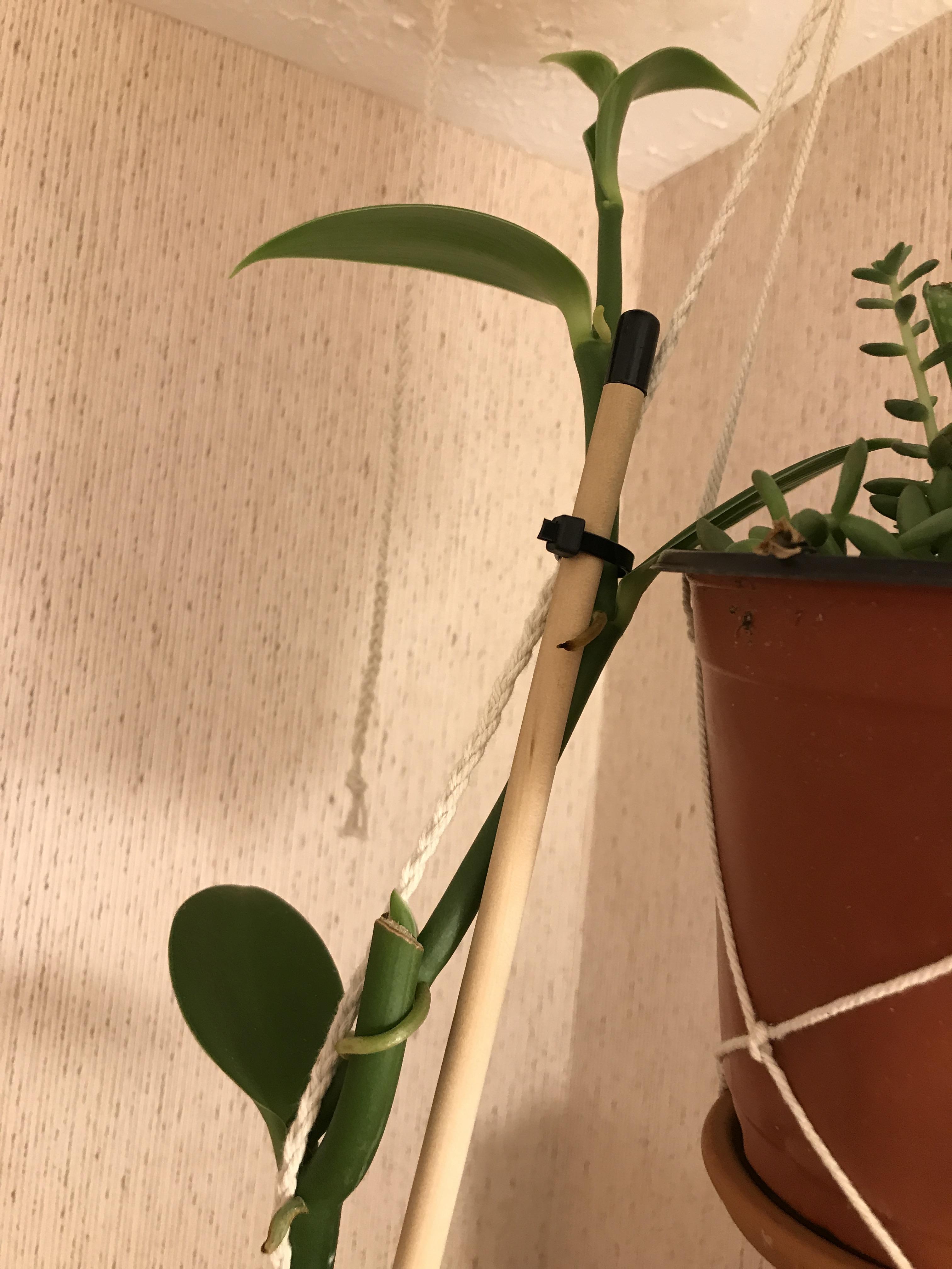 Burnt my vanilla with a bathroom heater, proud of the recovery r/orchids