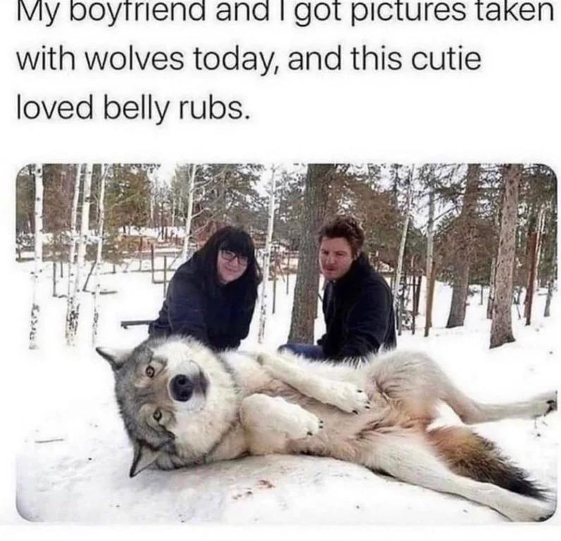 This wolf r/WolvesAreBigYo