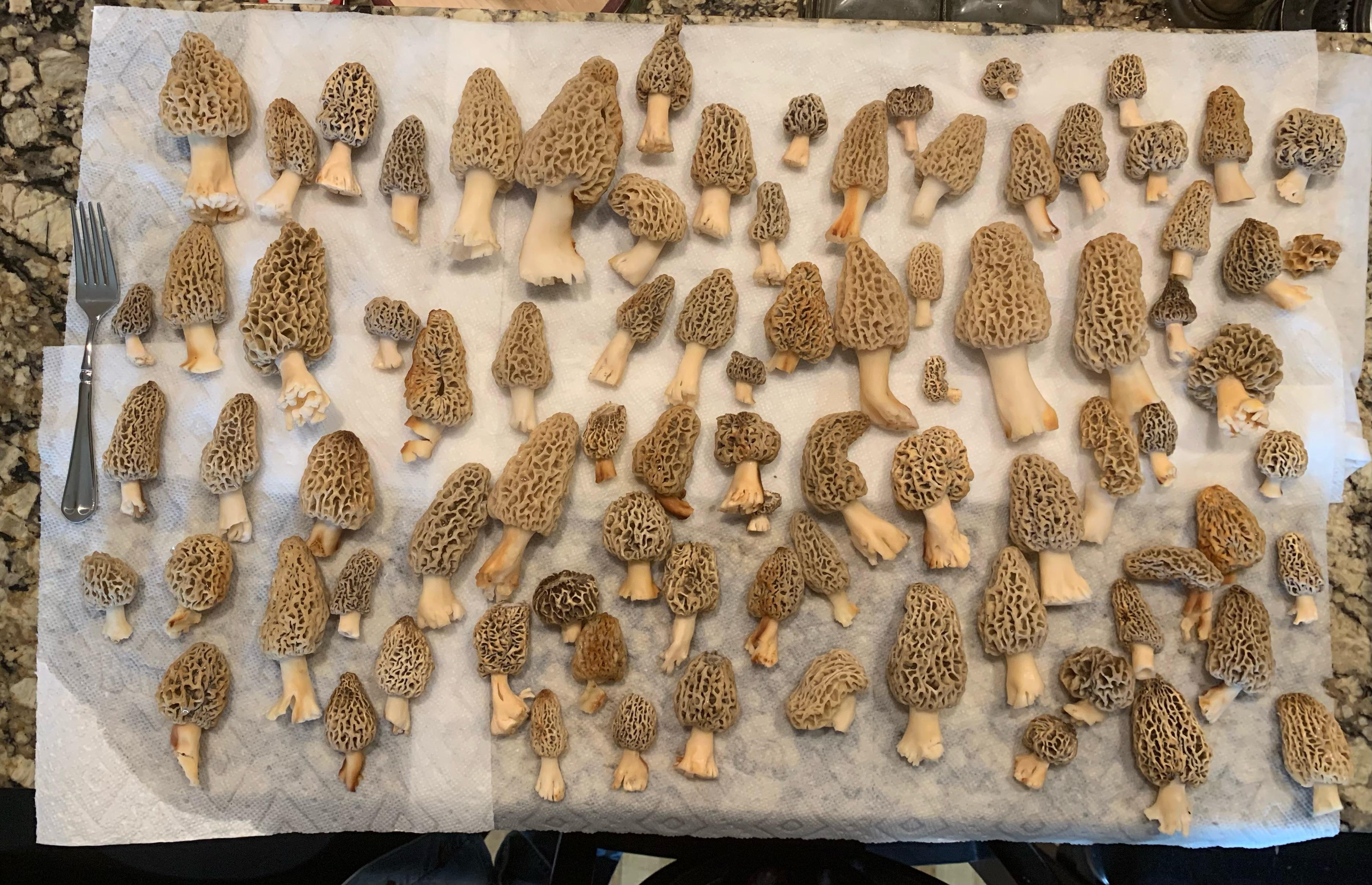 East TN Morels April 2nd, 2022 r/Morel_Hunting