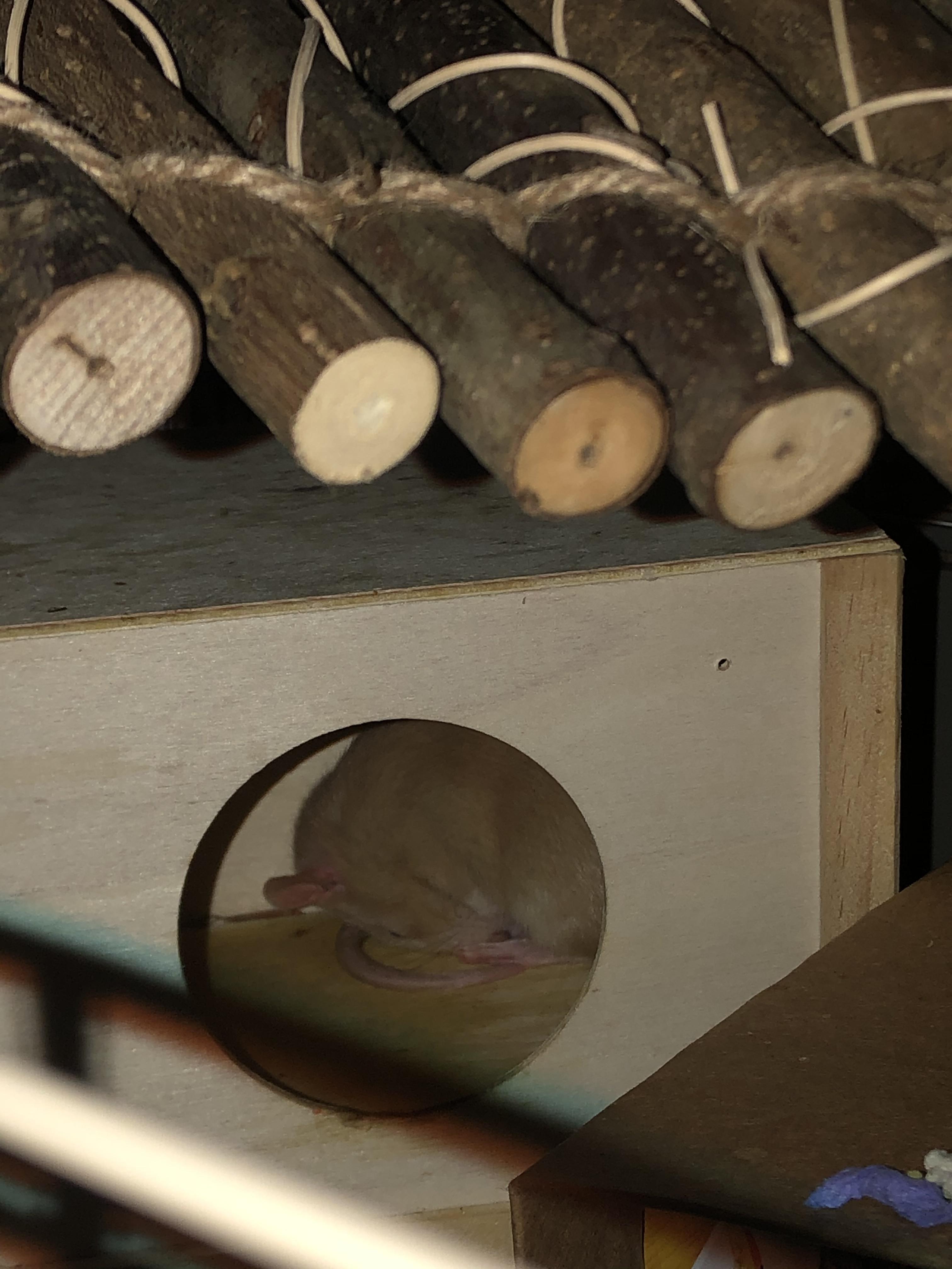 Hello everyone ! I have a question .. this is my new baby rat Bubba