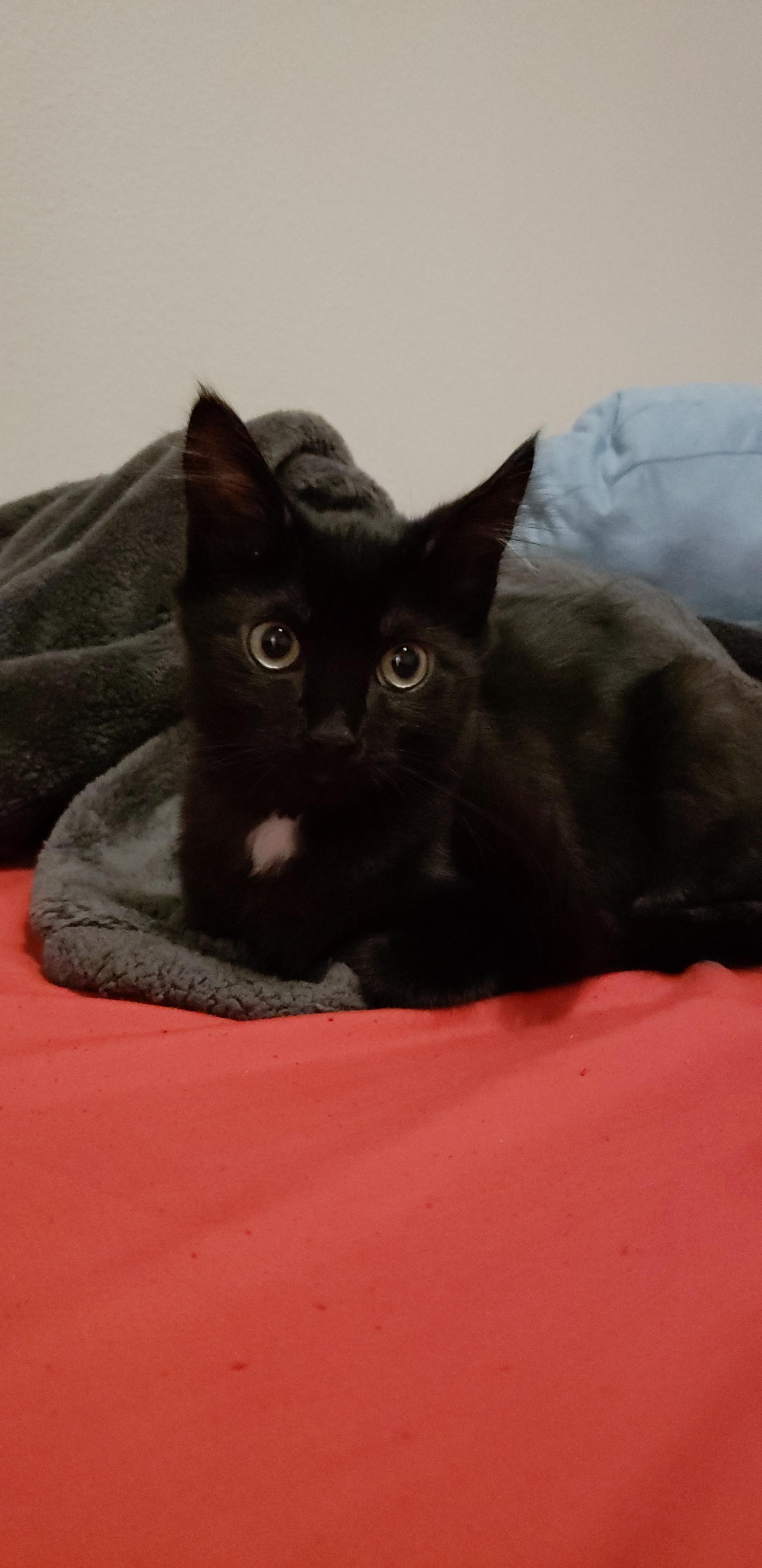 Found her at 3 weeks old, malnourished. Now 4 months old, healthy, and