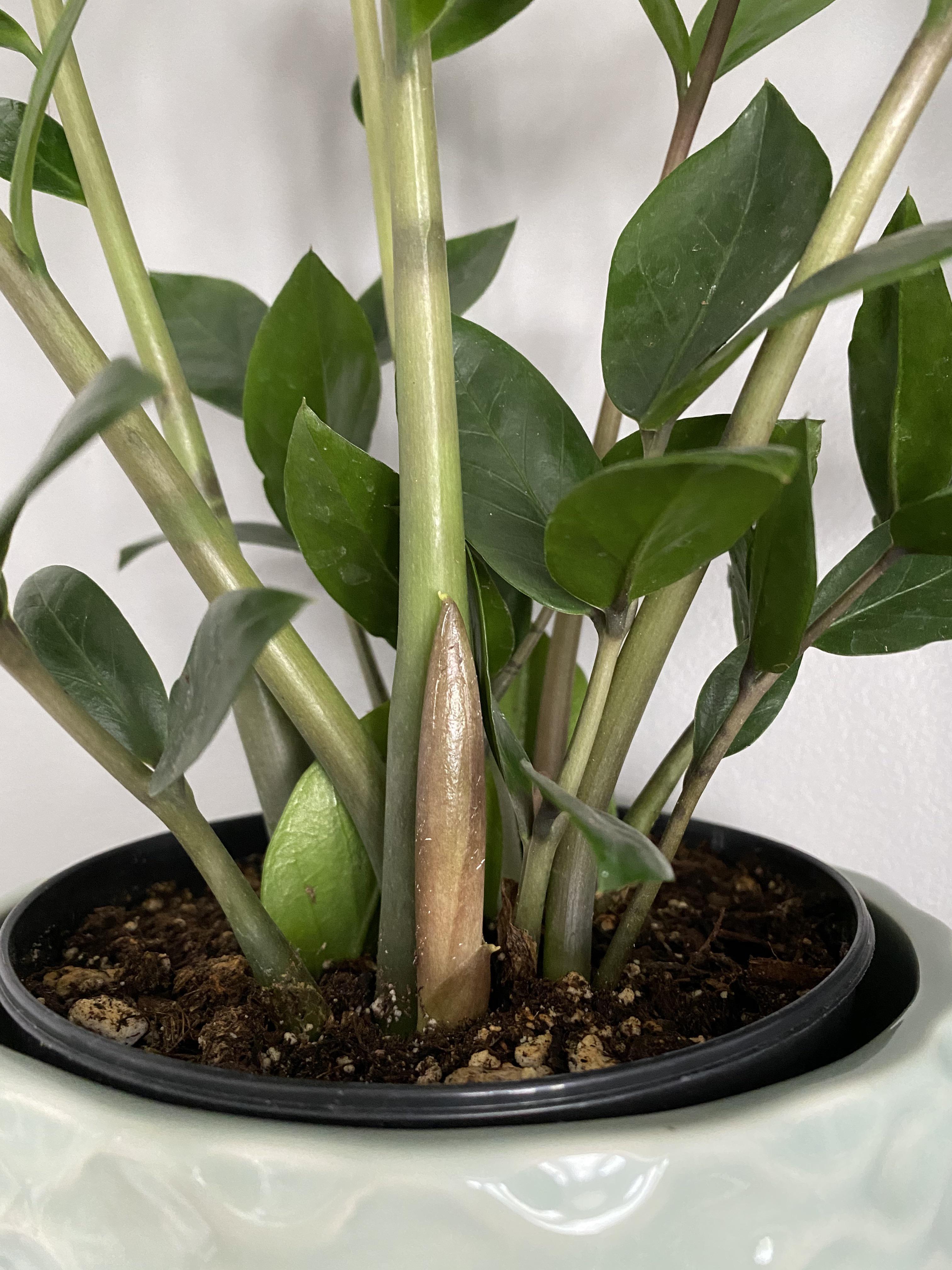 I don’t know why, but the new growth on my ZZ plant makes me