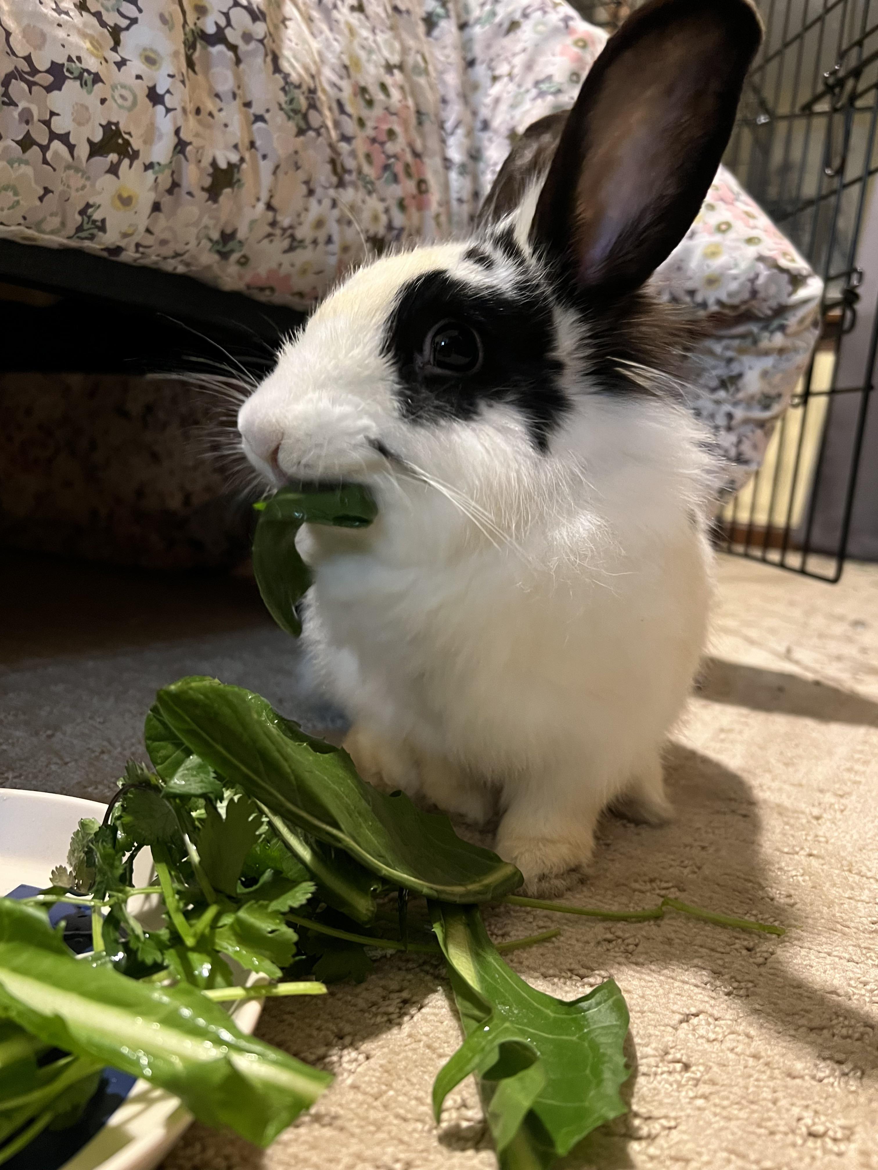 One of the Toms River hoard bunnies, in one of our foster homes! r