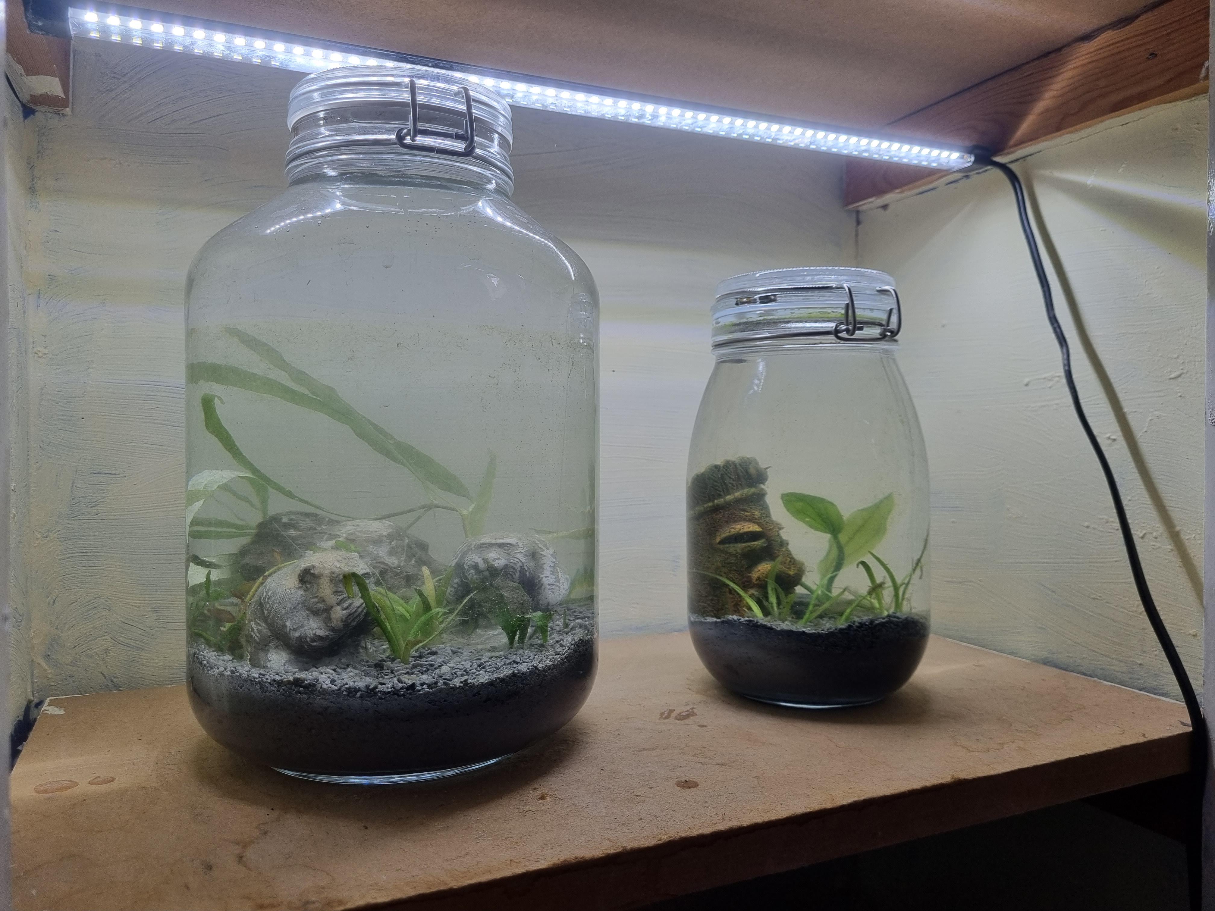 Advice on Shrimp living in closed terrarium. r/PlantedTank