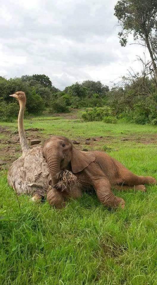 How much does a baby elephants head weigh? 🤔 r/AnimalsBeingBros
