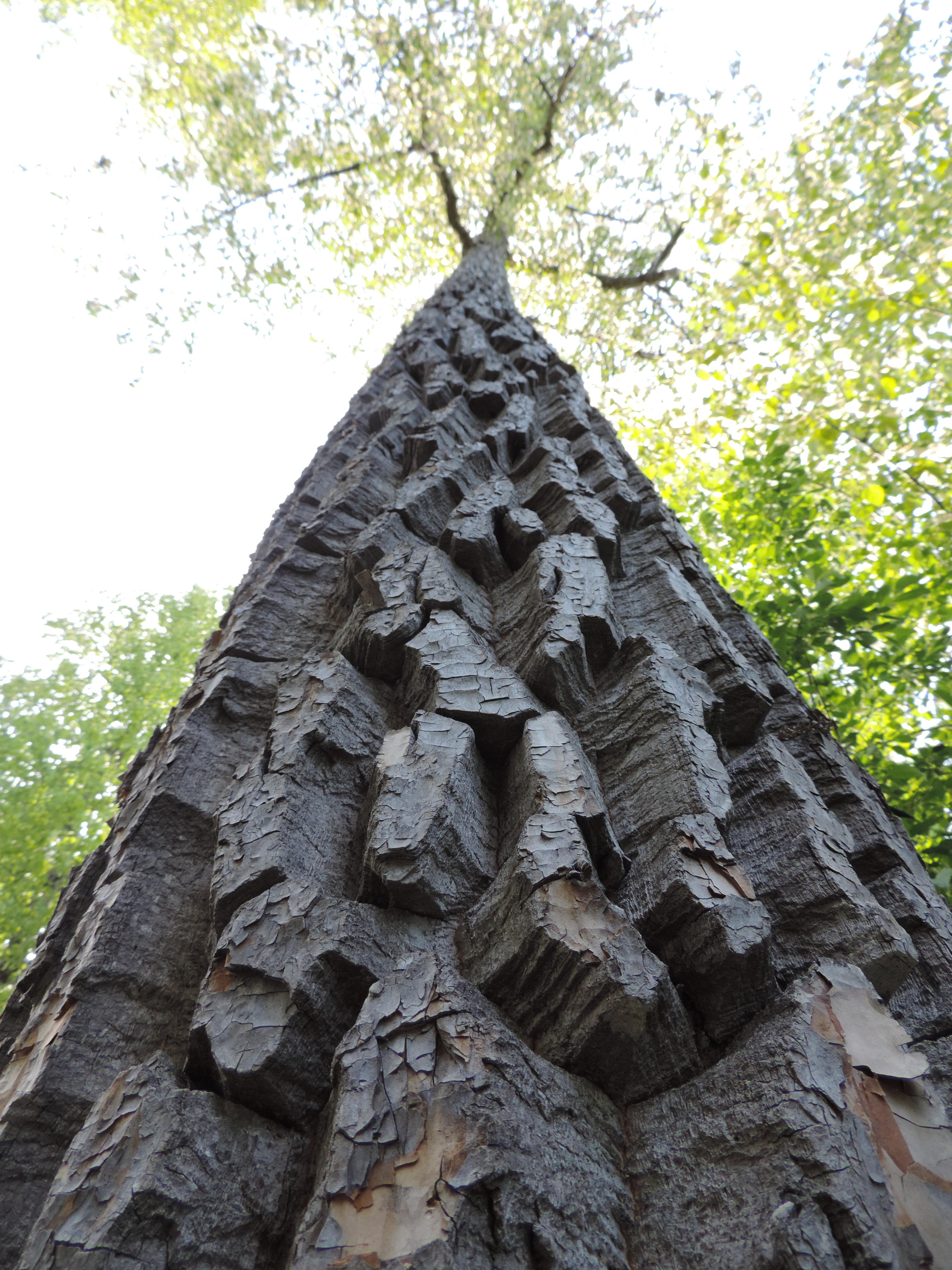 ITAP of an Alaskan Cottonwood r/itookapicture