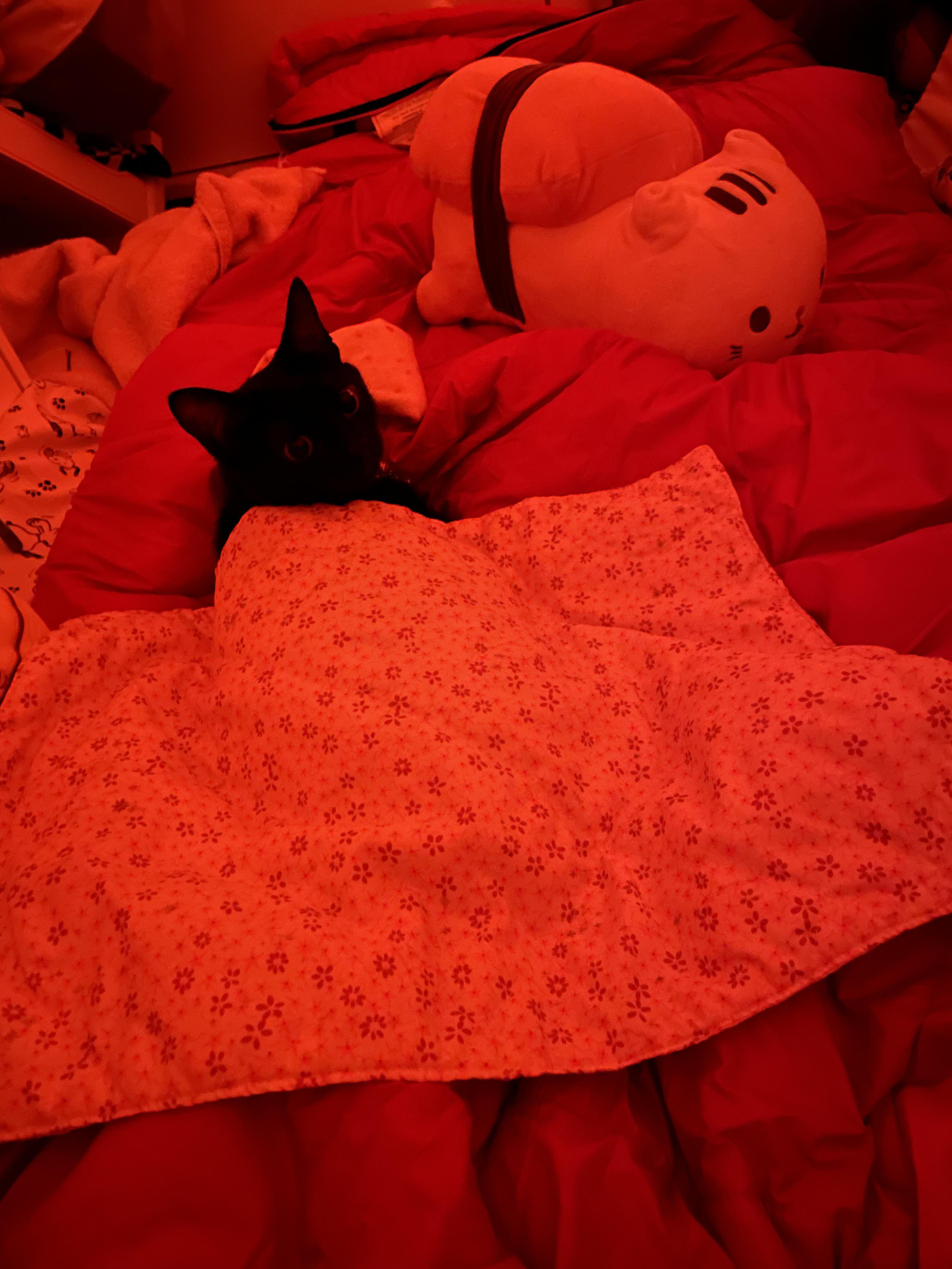 blanket party Reddit post and comment search SocialGrep